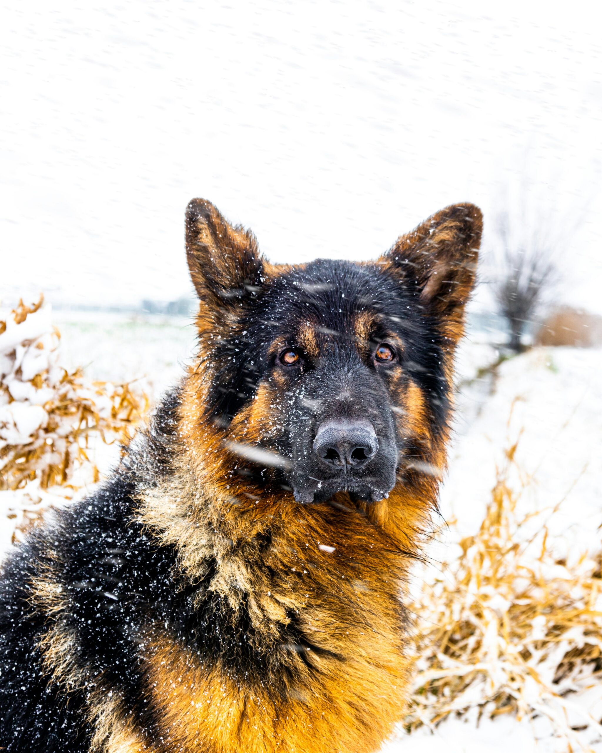 Fluffy German Shepherd sitting in a snowy field with snowflakes falling around.