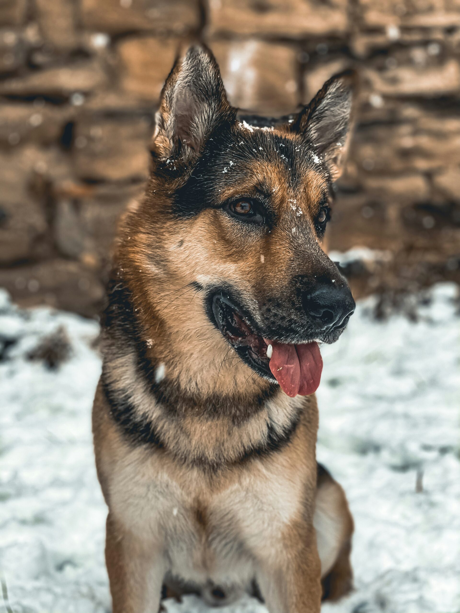 German Shepherd with a tan and black coat sitting on snow in front of a rustic stone wall