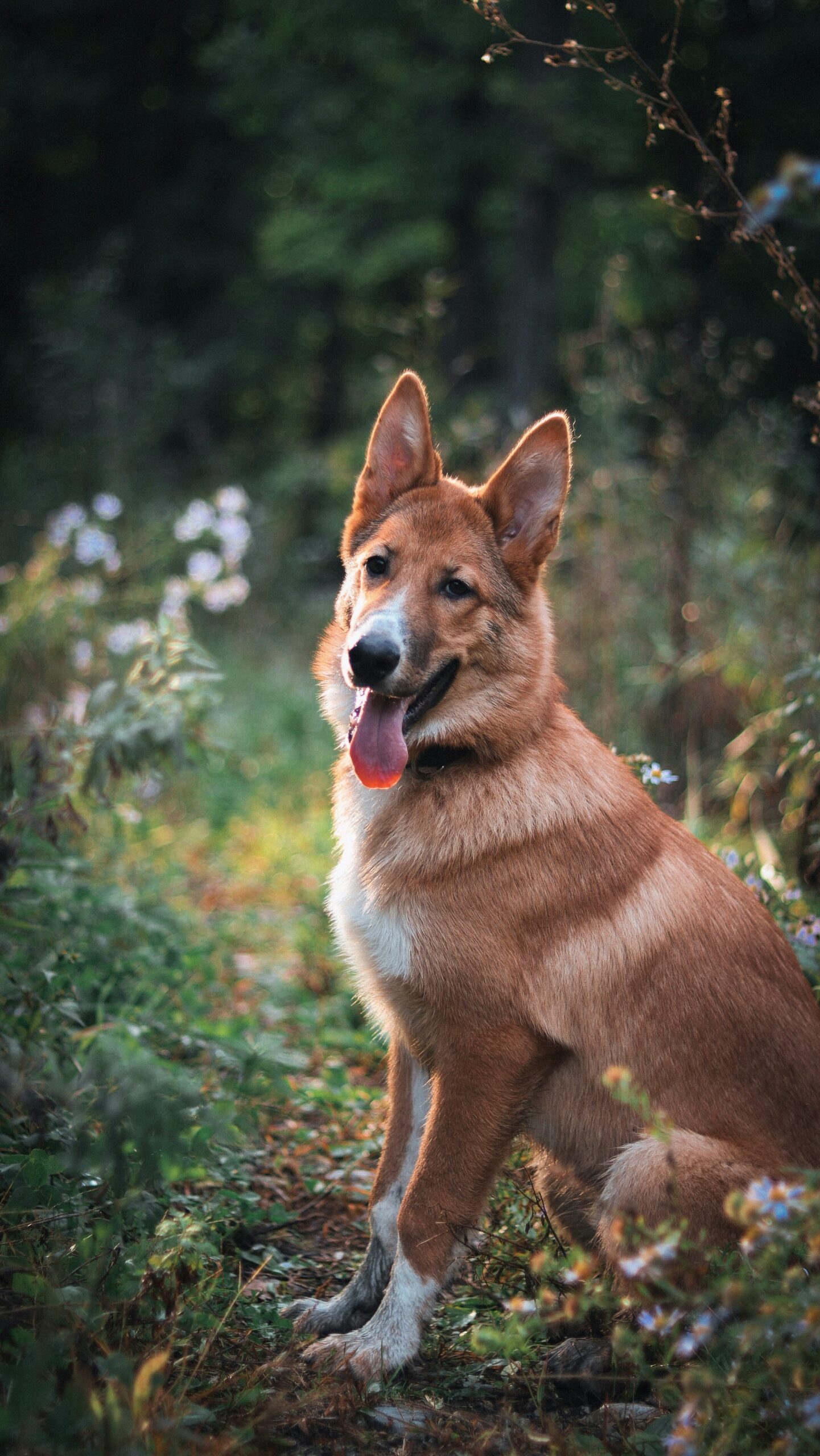 Smiling German Shepherd sitting on a woodland trail with flowers around.