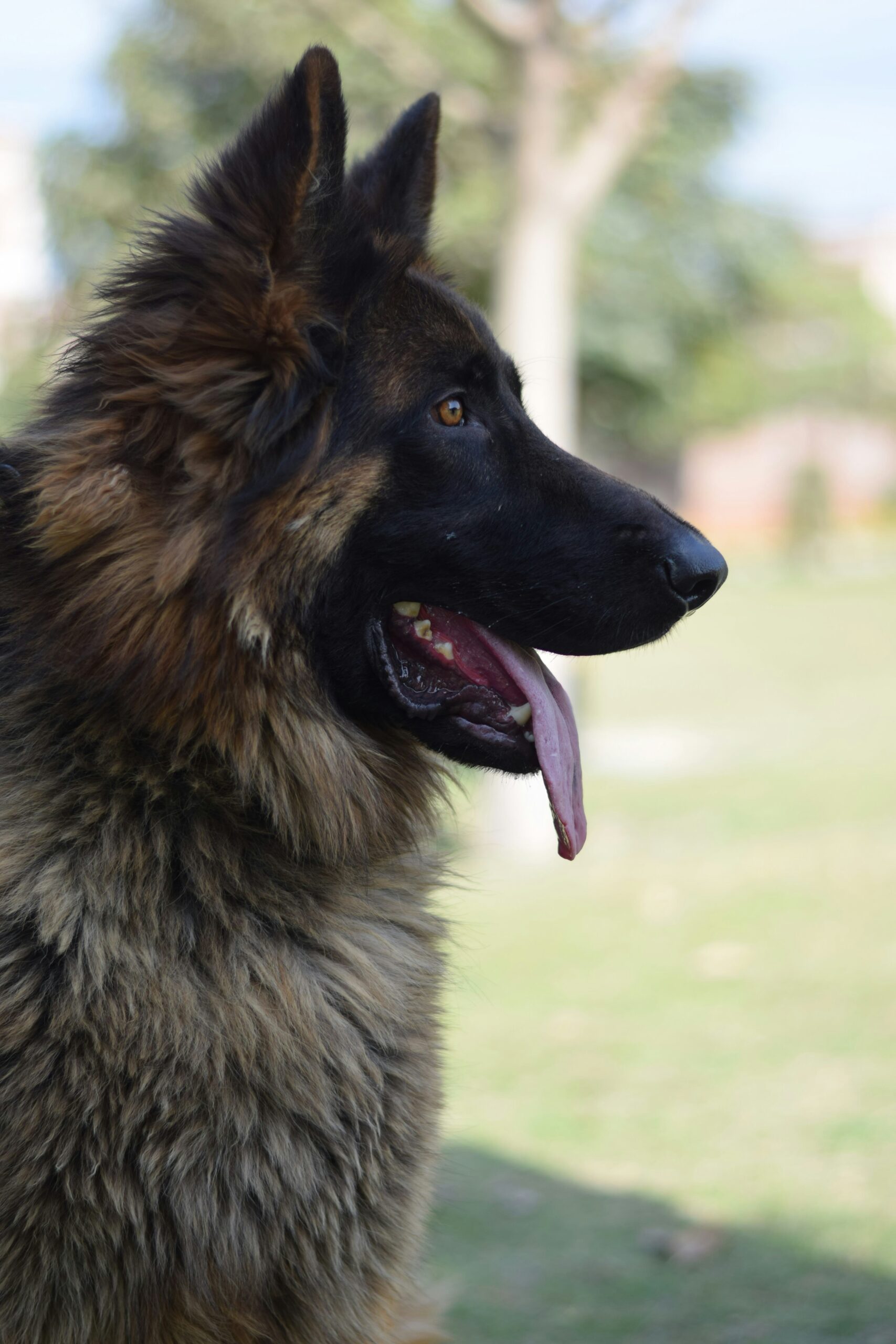 German Shepherd in a professional black studio portrait, looking up attentively