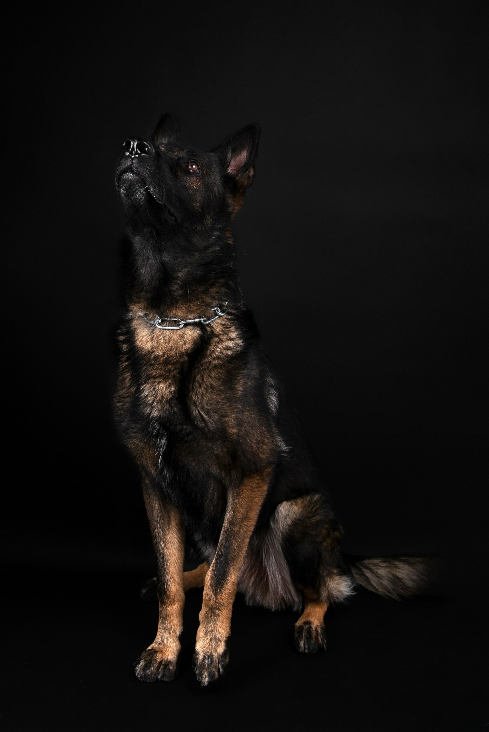 Long-haired German Shepherd side profile with tongue out, enjoying the outdoors.