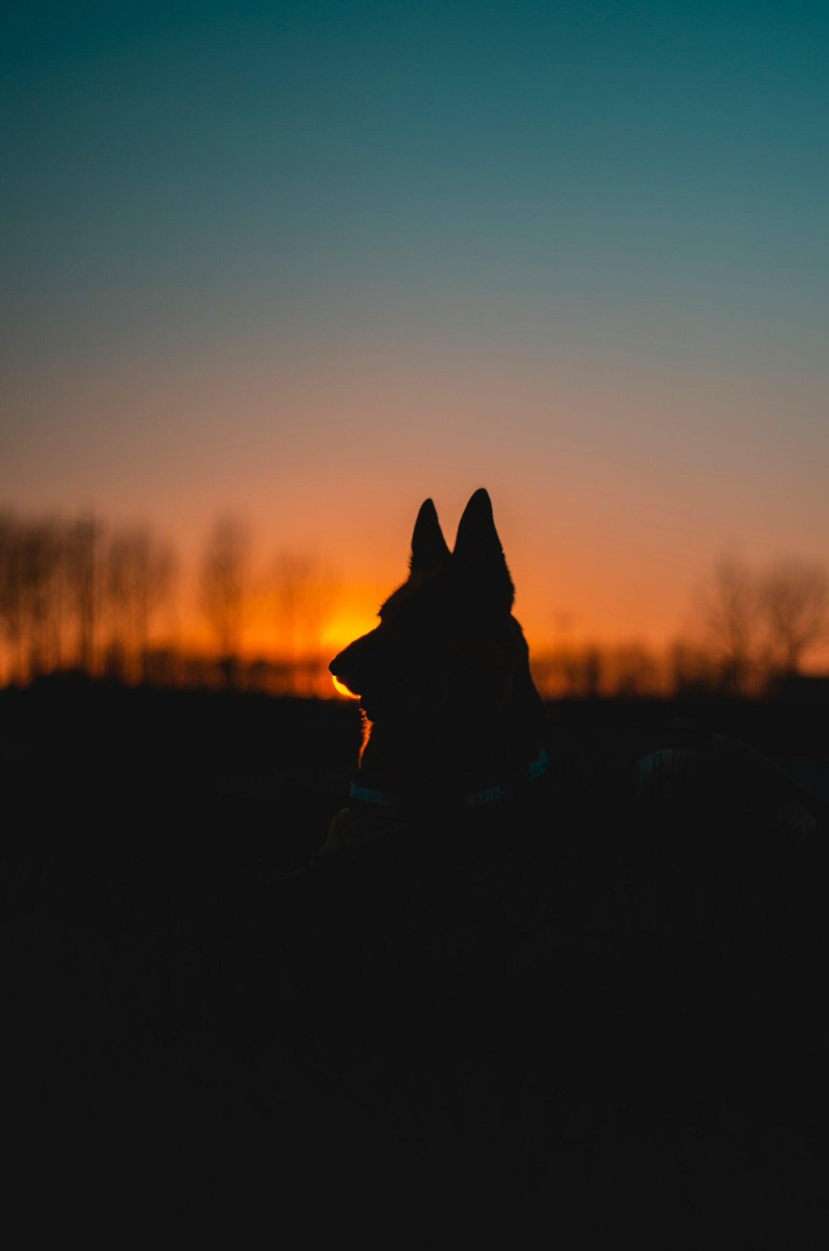 Silhouette of a German Shepherd against a colorful sunset sky in a field.