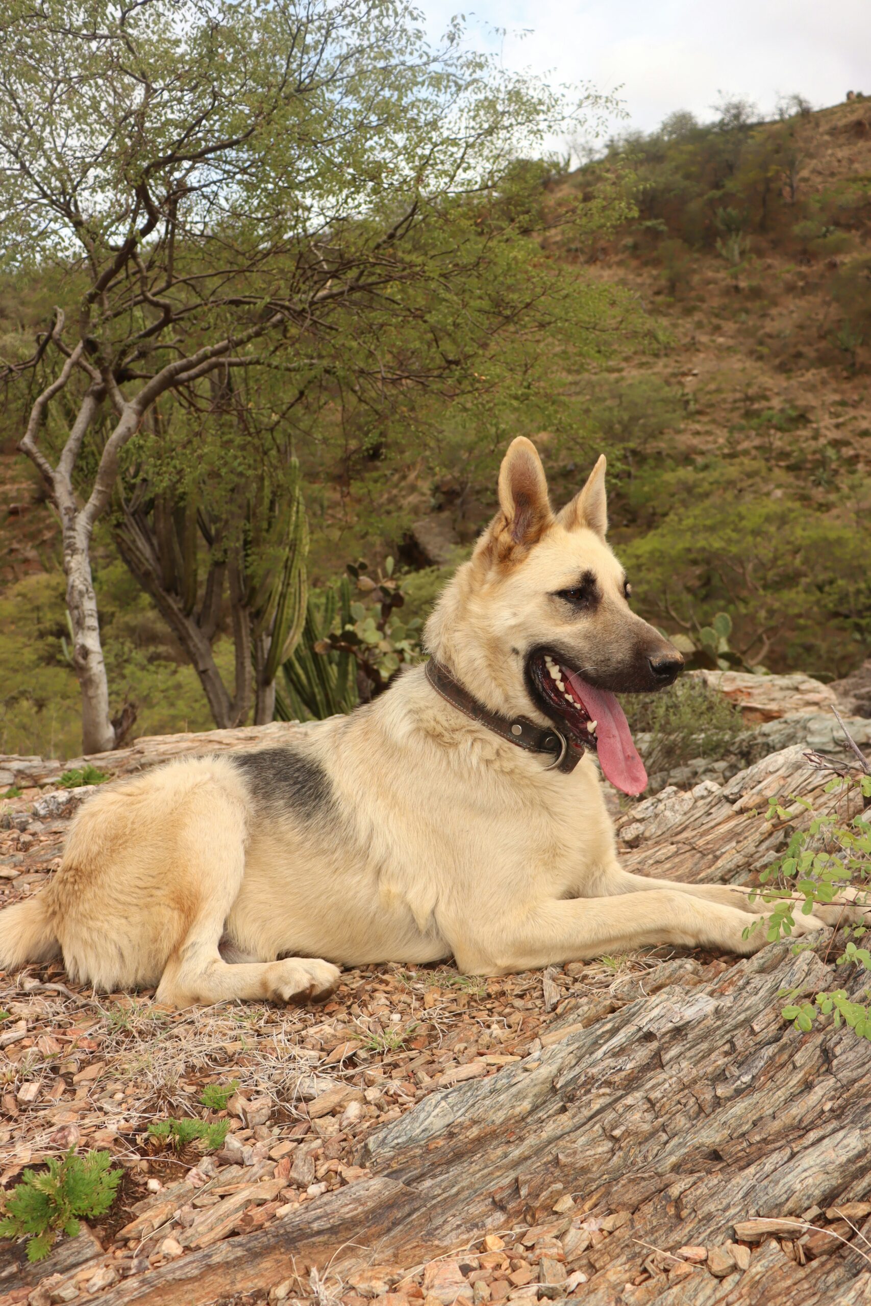 Cream and black German Shepherd lying on rocky ground with desert plants in the background.