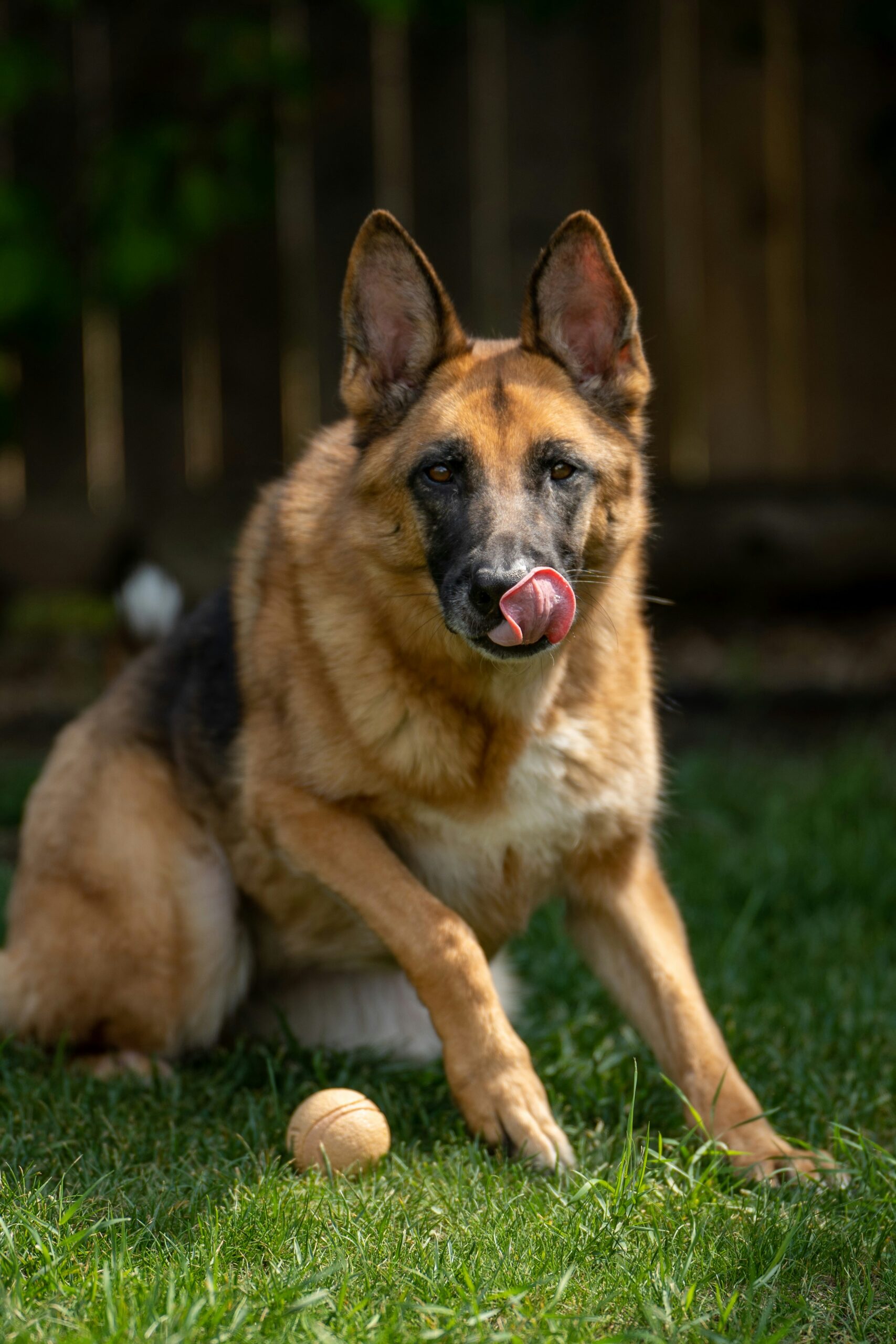 German shepherd licking nose with ball on grass in backyard.