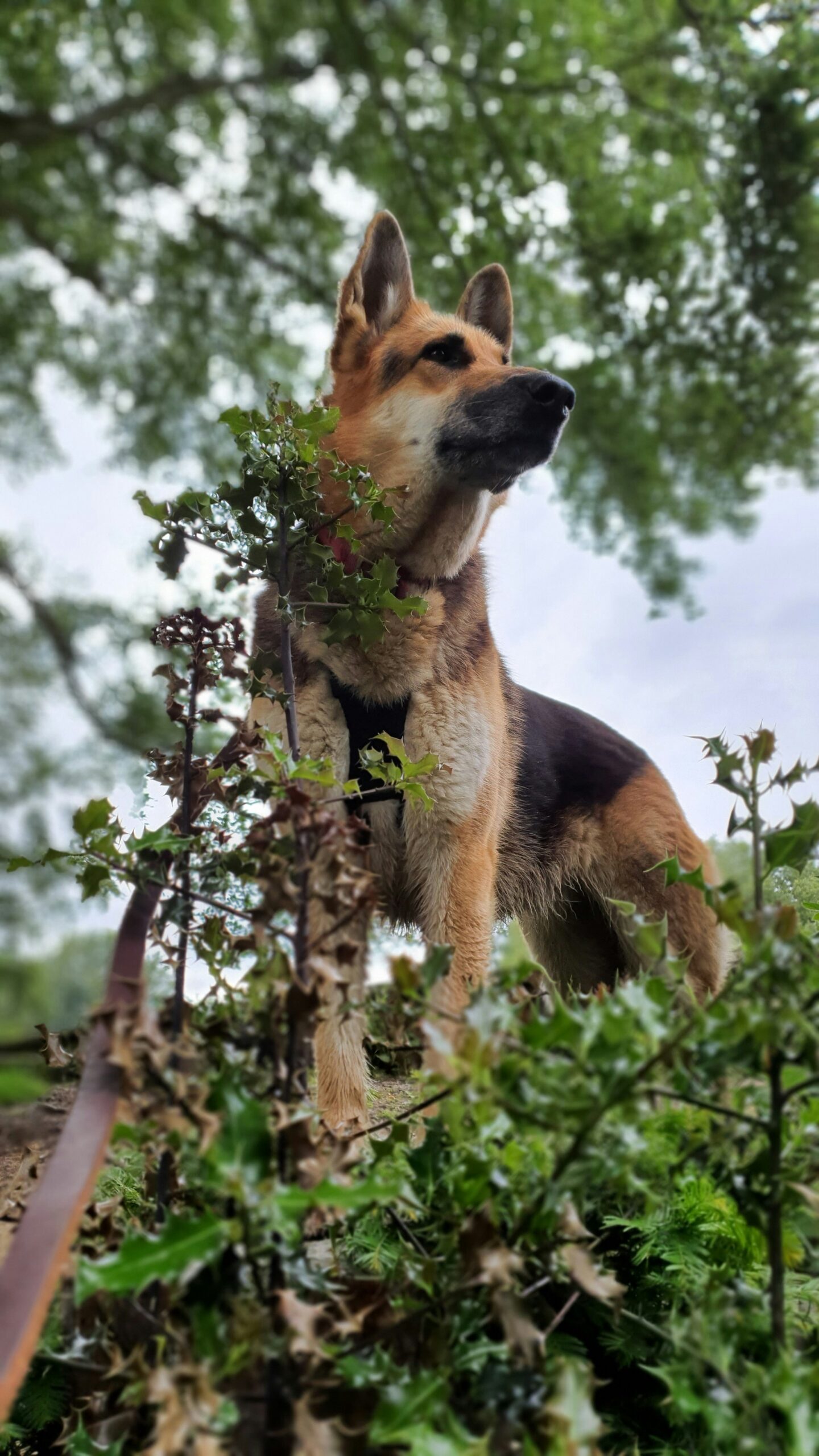 Alert German Shepherd standing tall in a green, wooded area with an intense gaze.