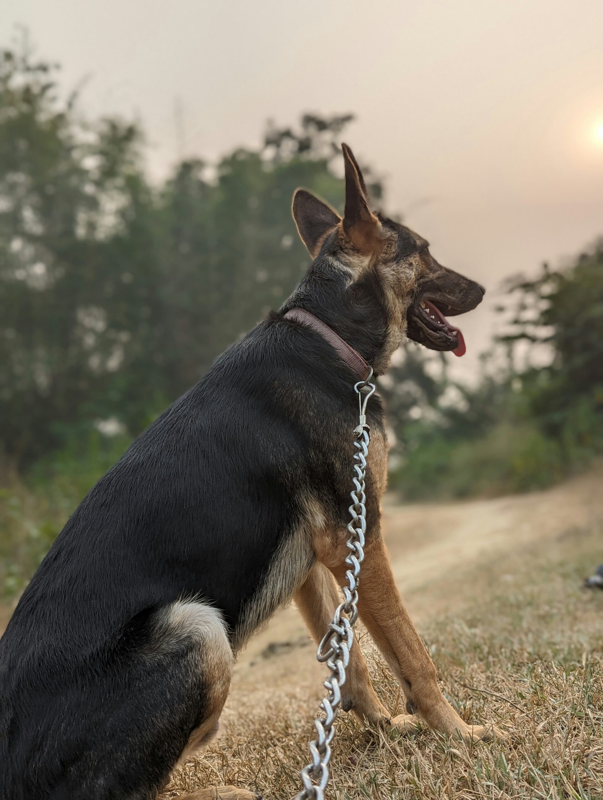 German Shepherd sitting on a leash outdoors at sunset