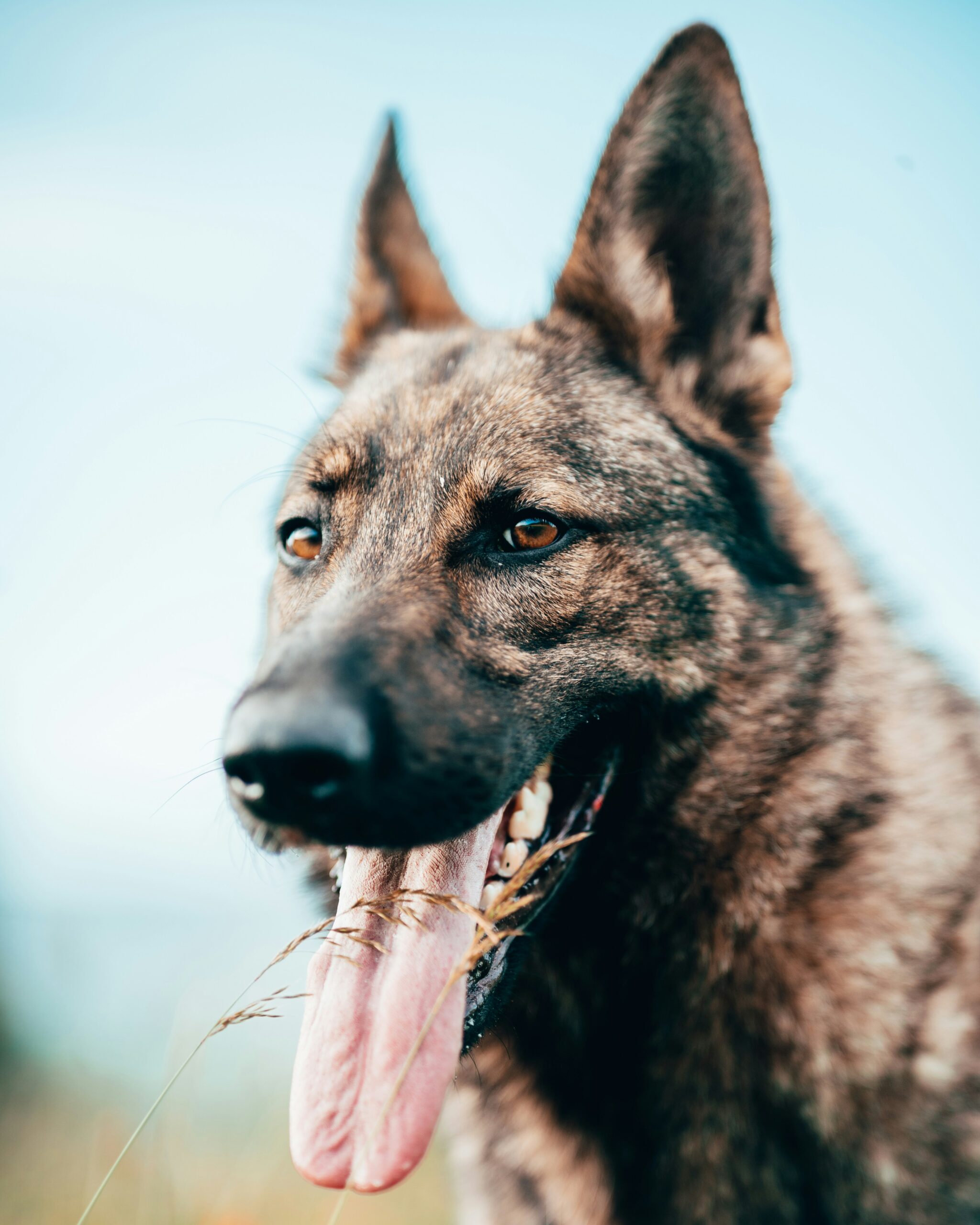 Close-up of German Shepherd with open mouth and blue sky background