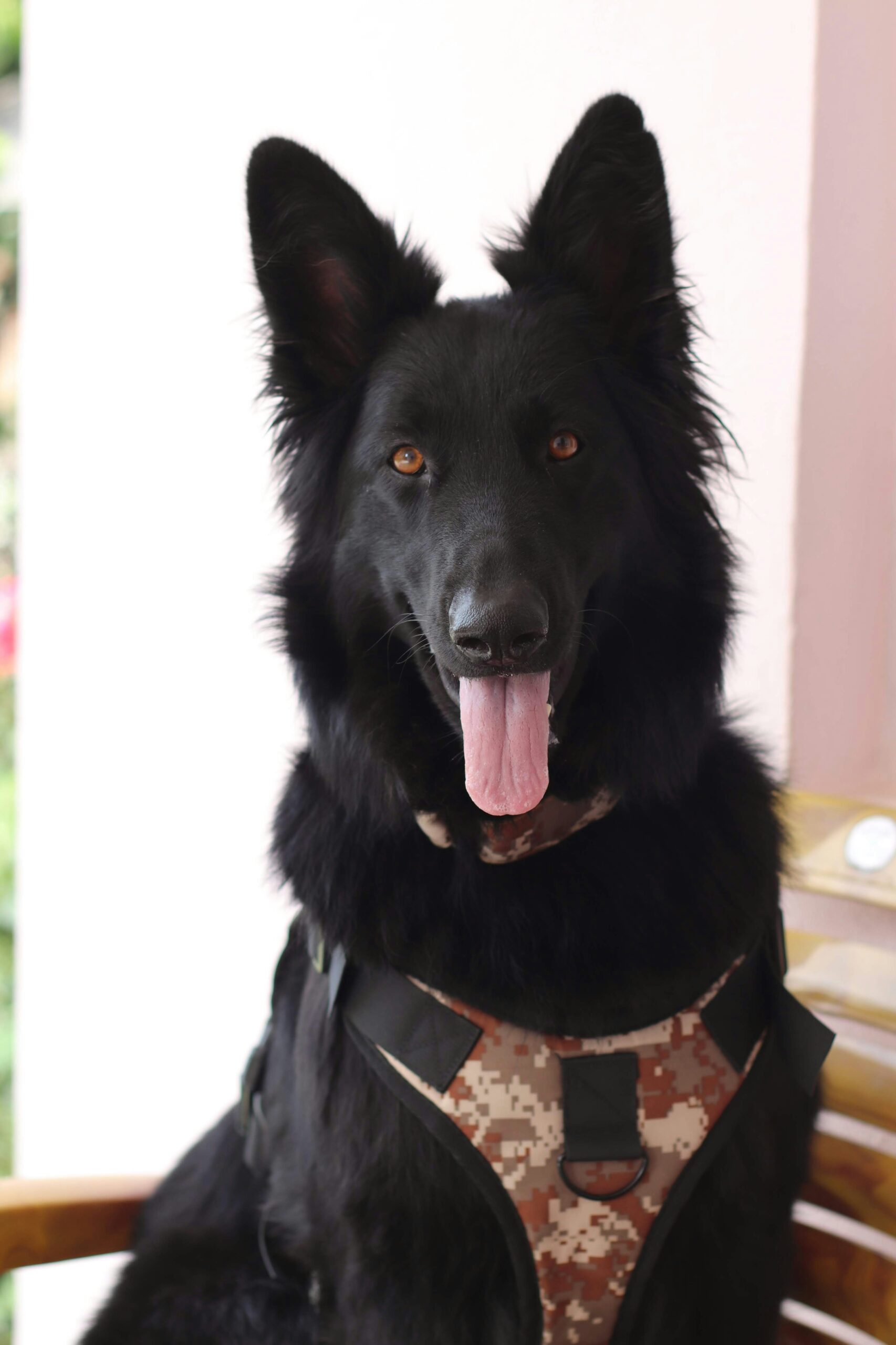Black German Shepherd sitting with tongue out, wearing camouflage harness