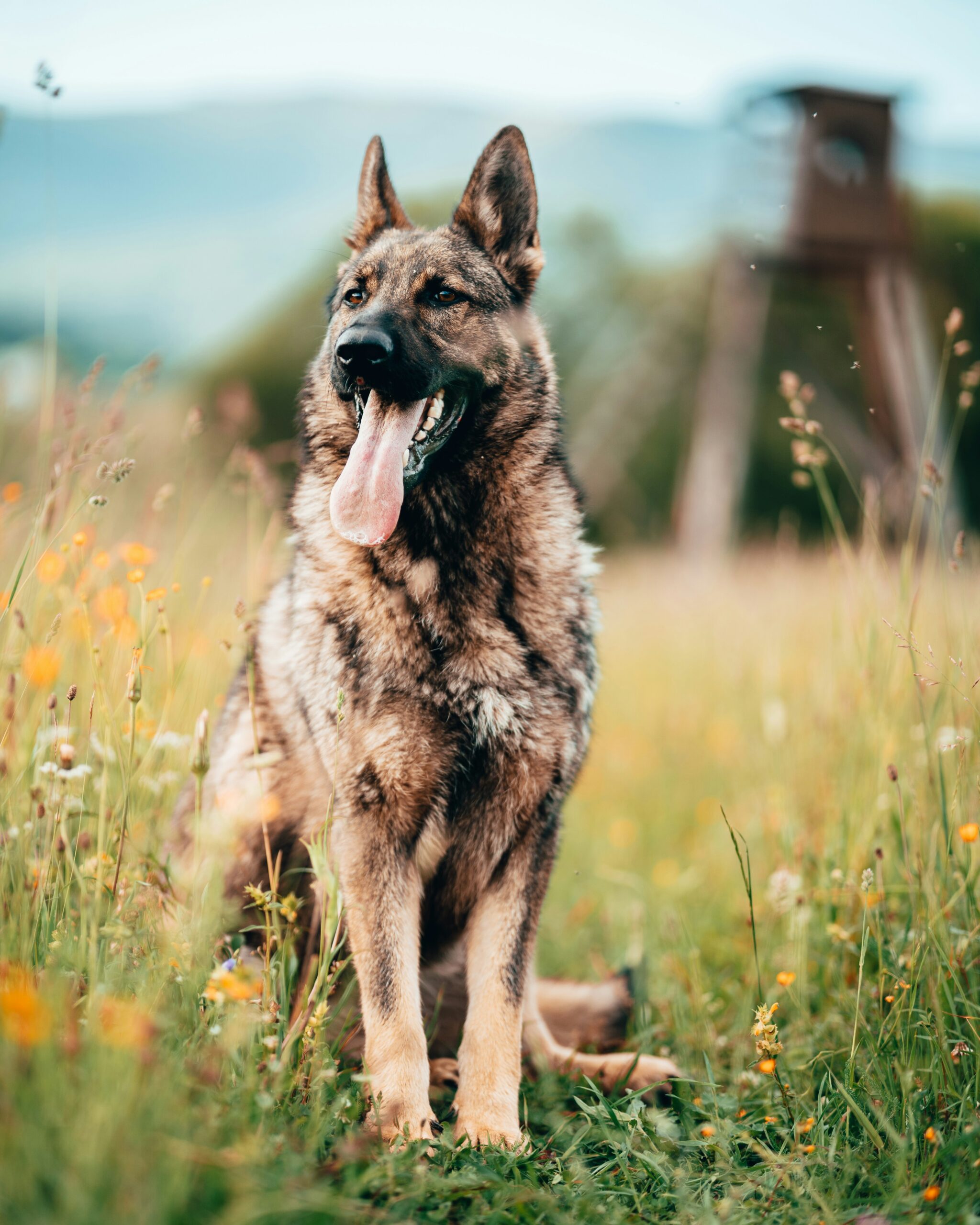 German Shepherd sitting in a flower field with mouth open and tongue out