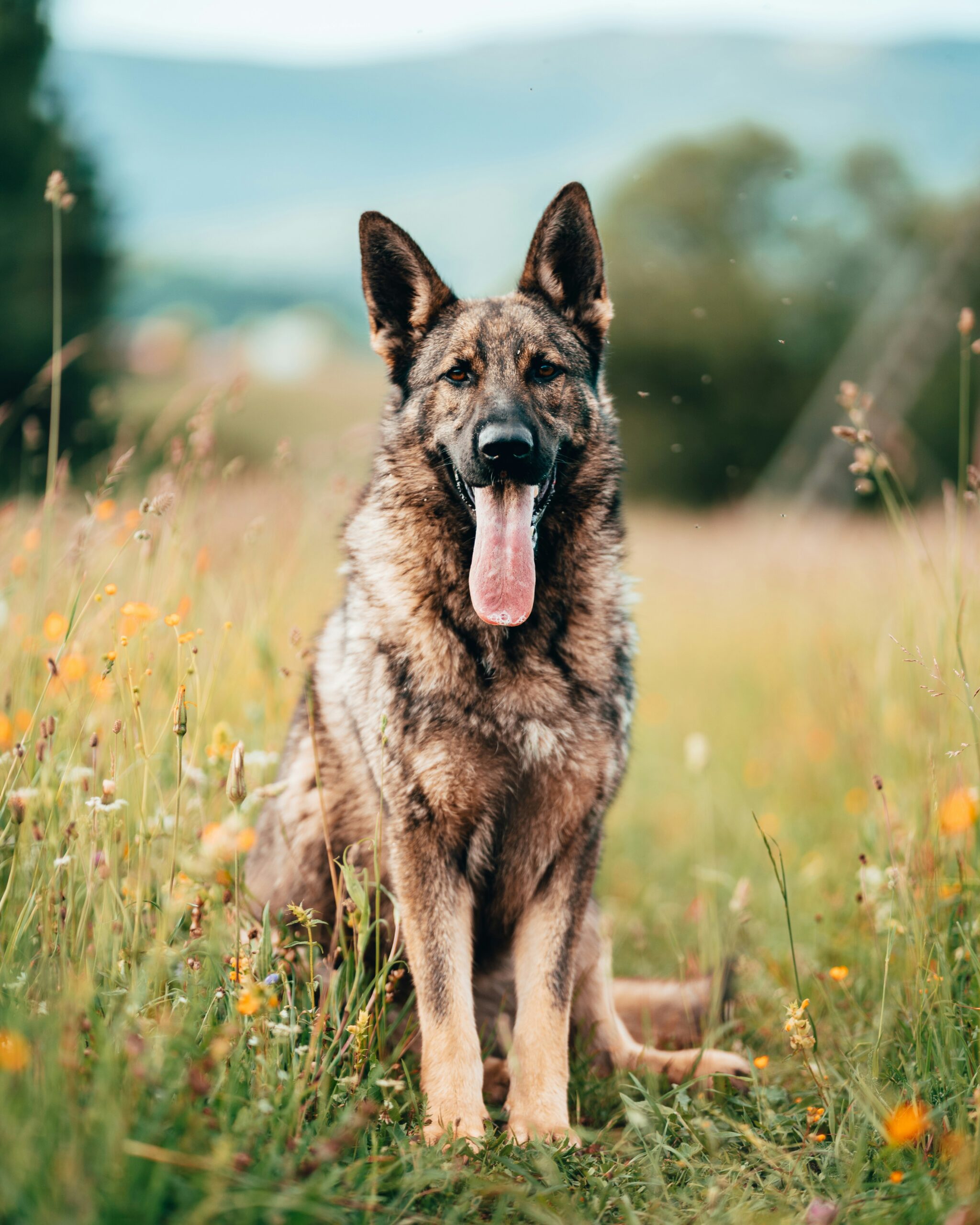 German Shepherd sitting facing camera in a wildflower field