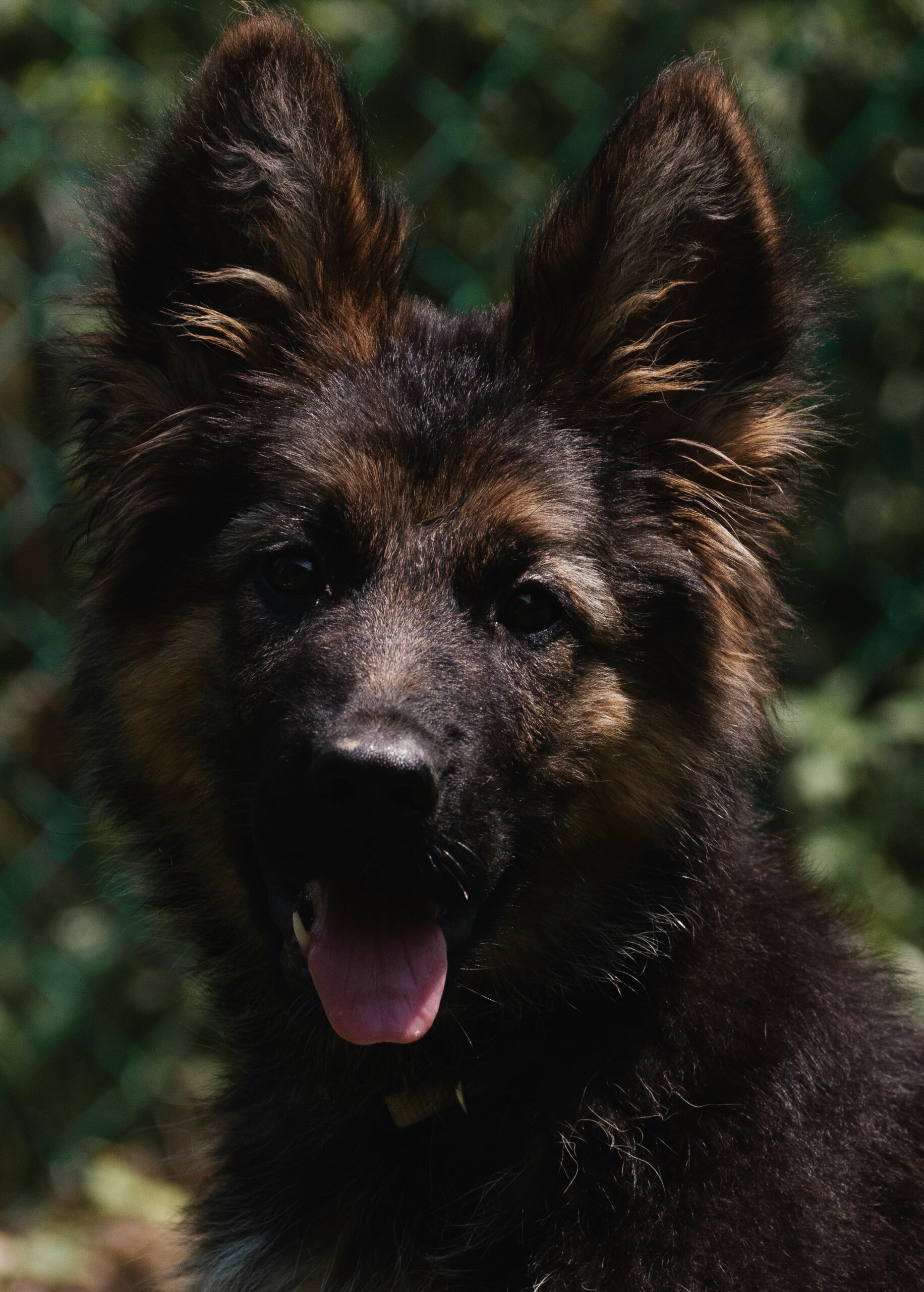 Fluffy German Shepherd puppy with open mouth and tongue out