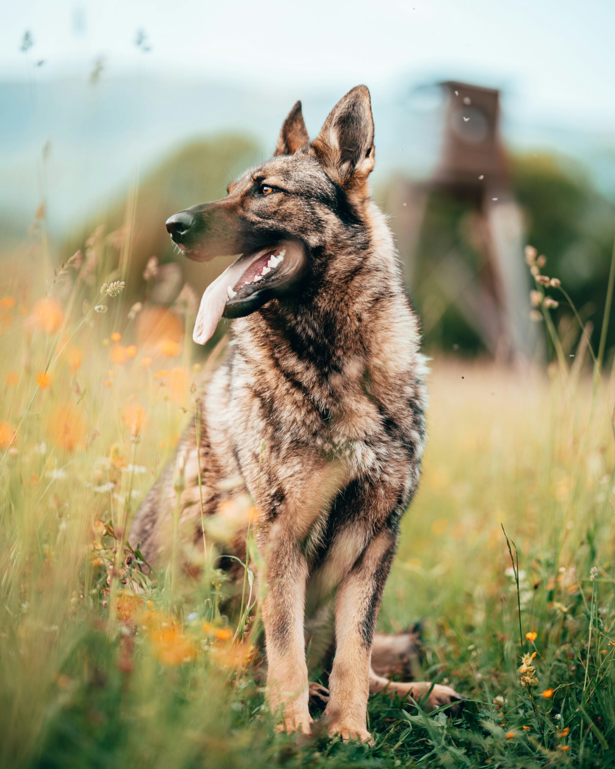 German Shepherd looking sideways in a wildflower field