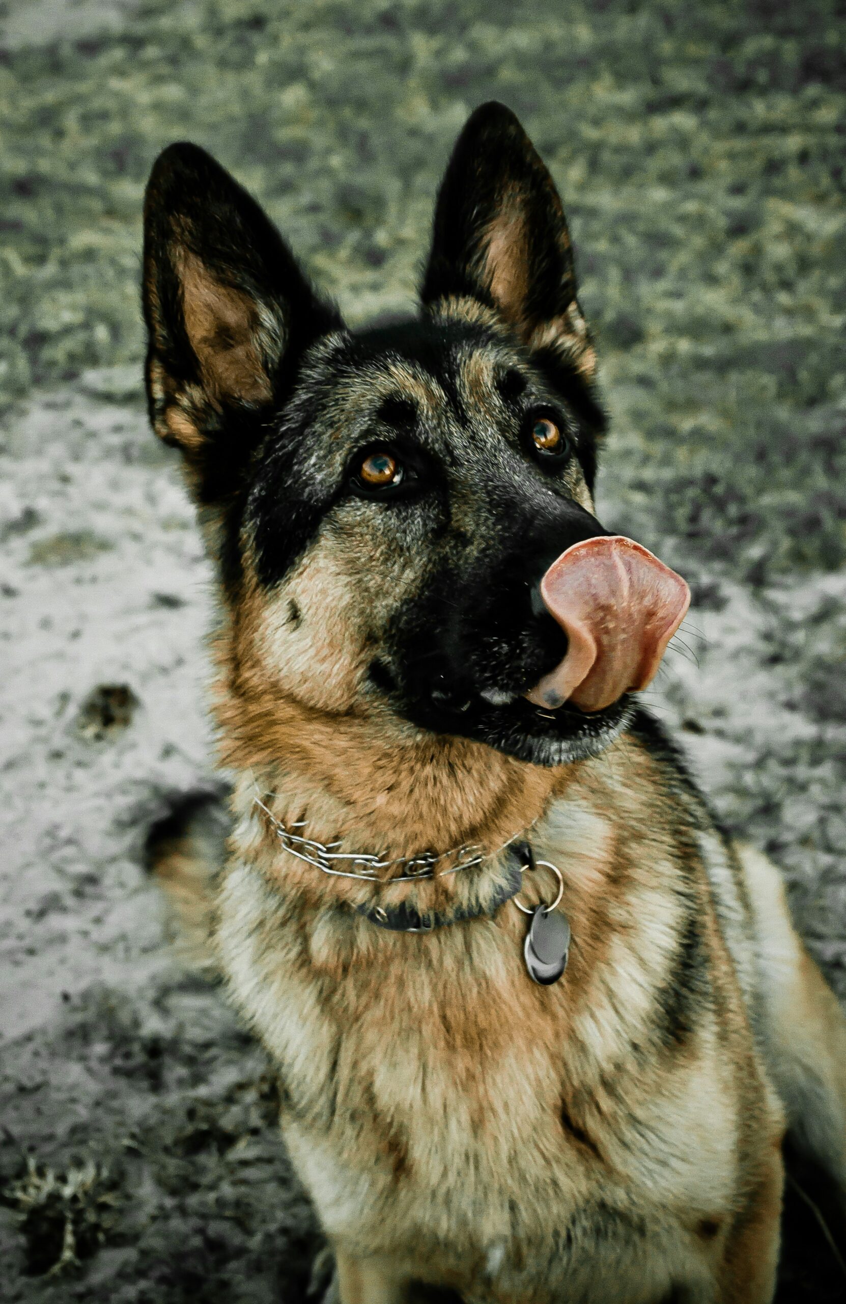 German Shepherd licking nose with tongue curled up