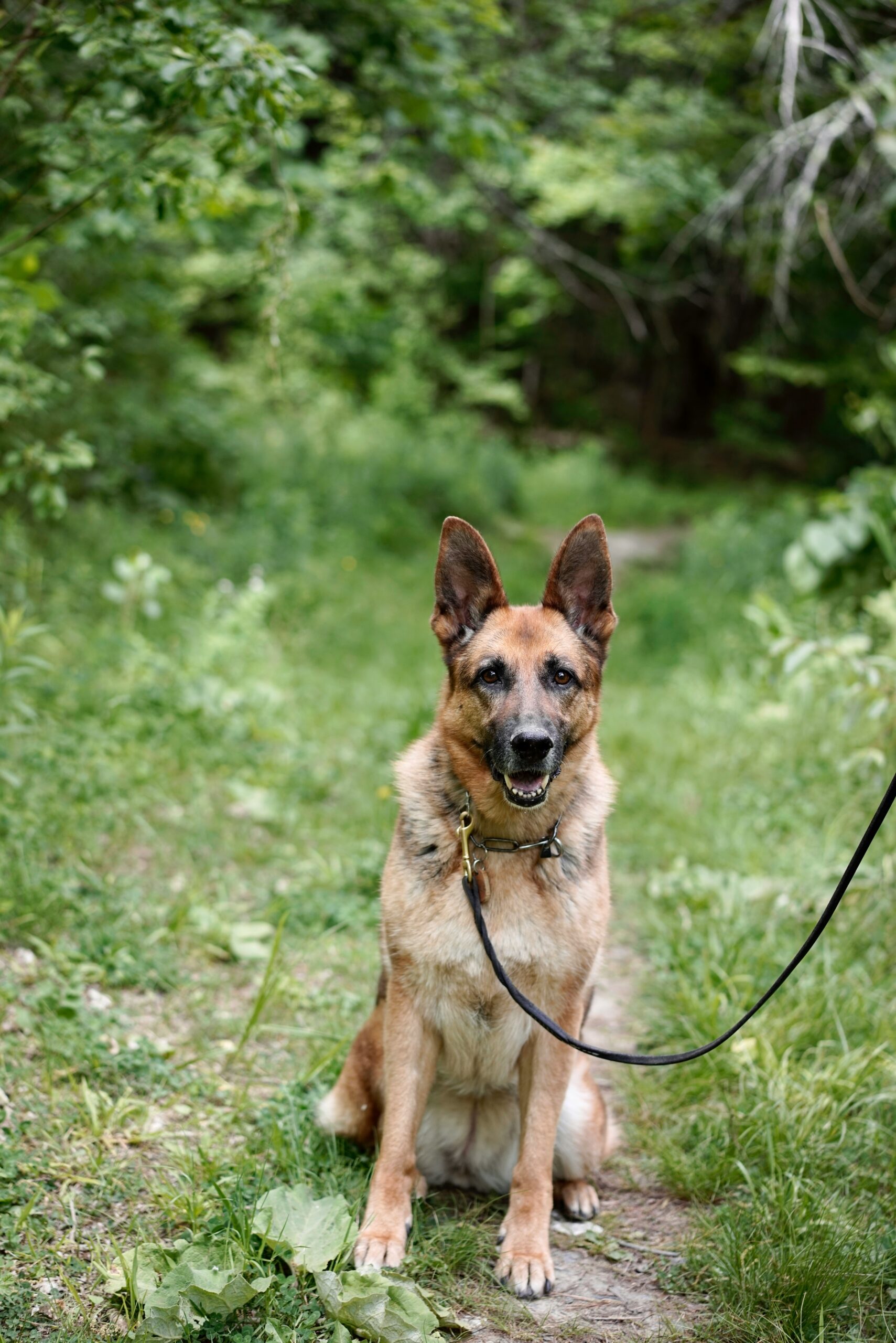 German Shepherd sitting on a trail surrounded by greenery