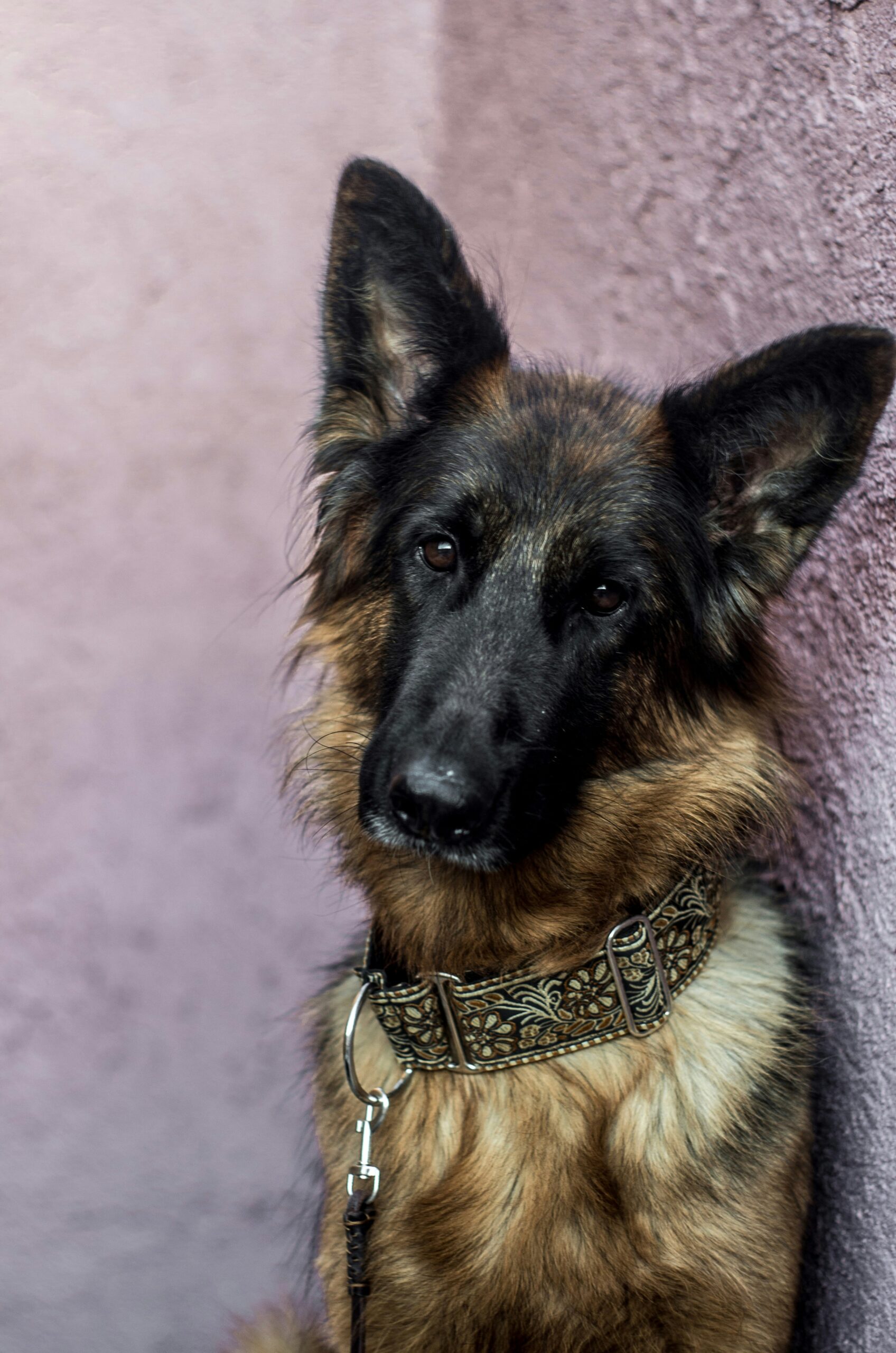German shepherd with decorated collar posing against pink wall.