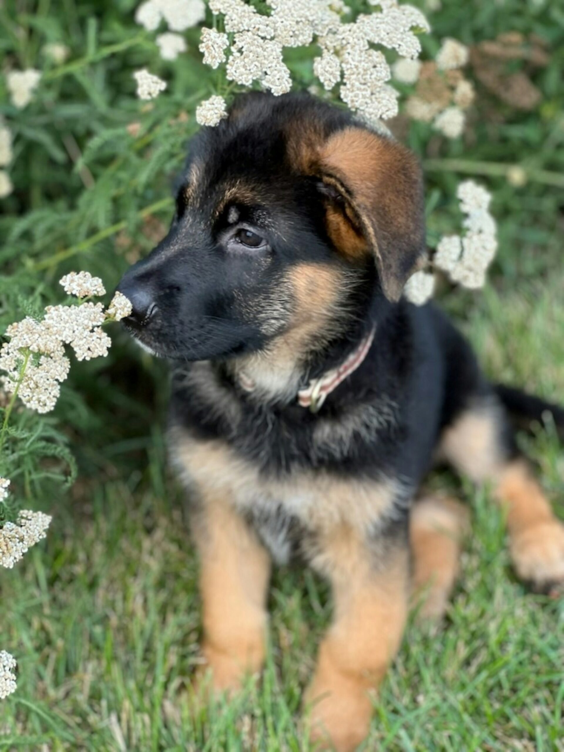 German Shepherd puppy sniffing white flowers in a garden