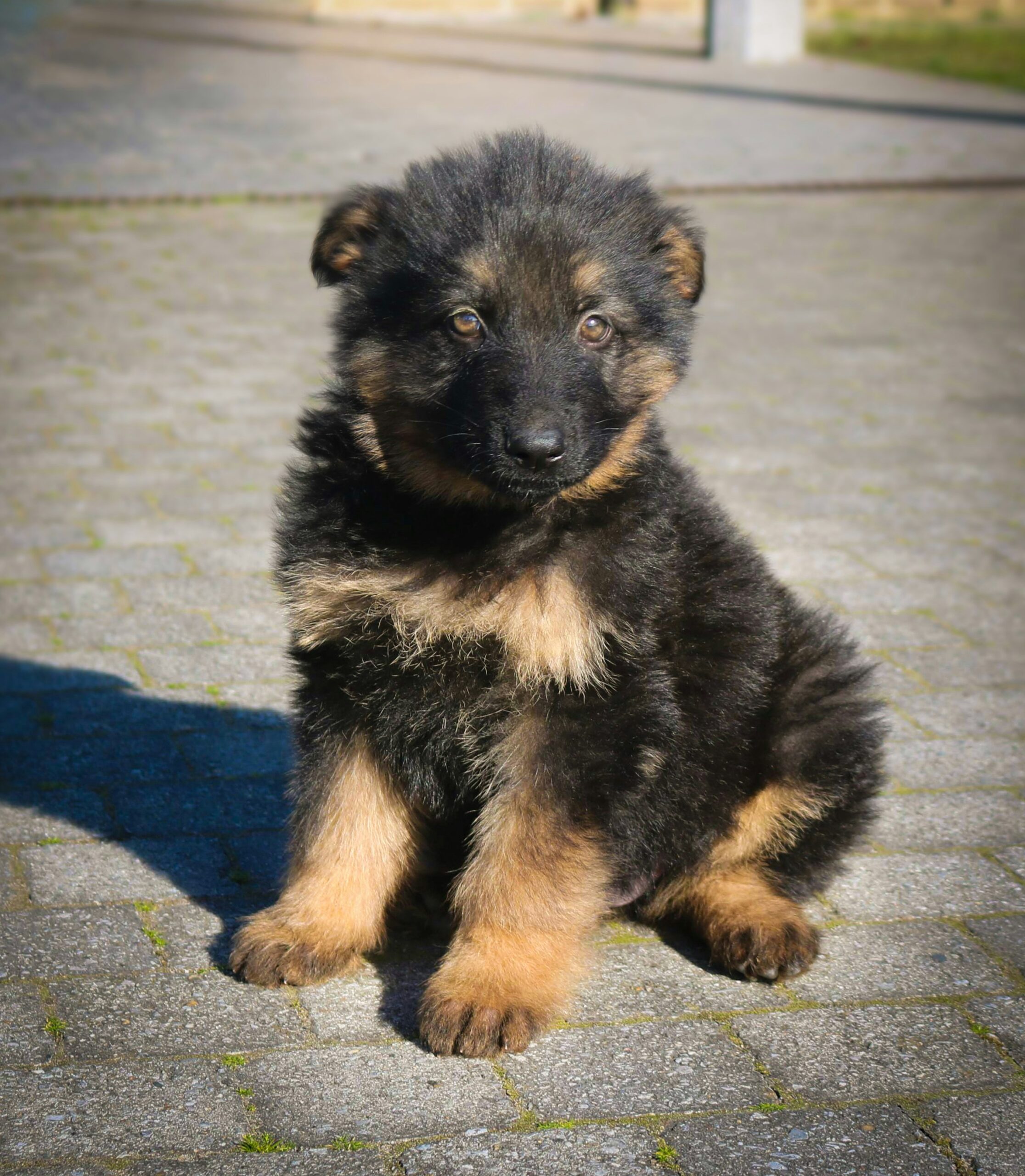 Fluffy German Shepherd puppy sitting on pavement on a sunny day