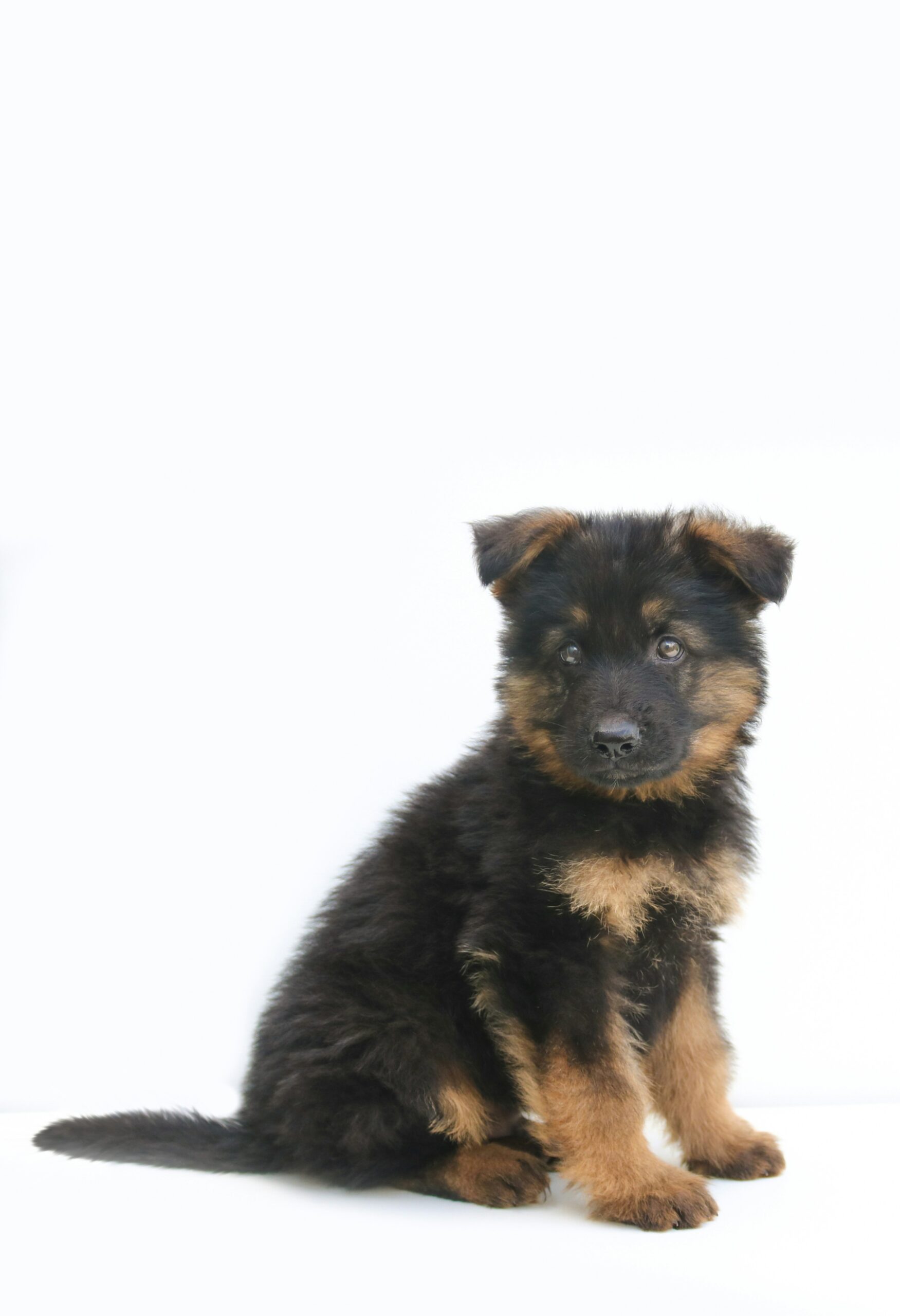 Adorable German Shepherd puppy posing against a clean white background