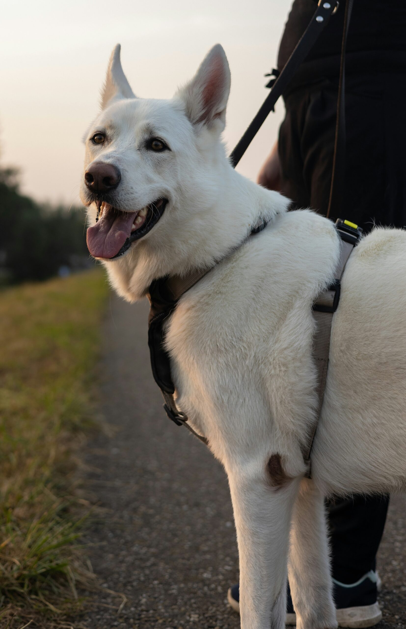White German Shepherd on a leash looking back happily during a sunset walk