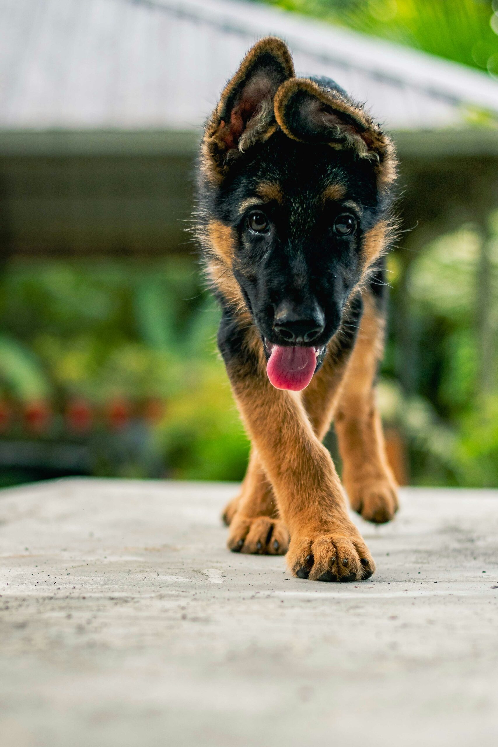 German Shepherd puppy walking forward with tongue out and playful expression