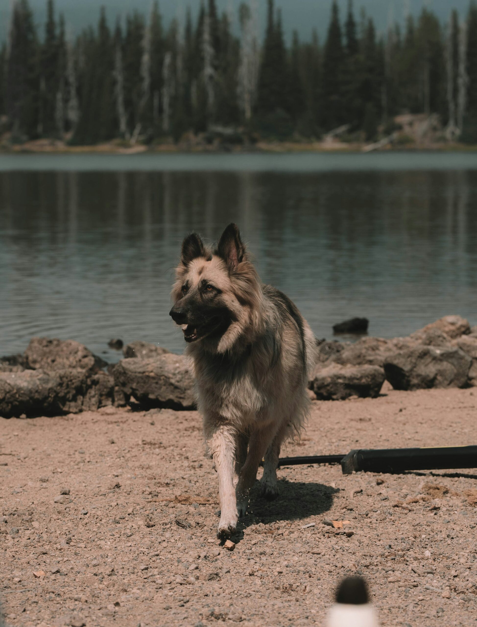 Long-haired German Shepherd walking along a lake shore in a natural landscape