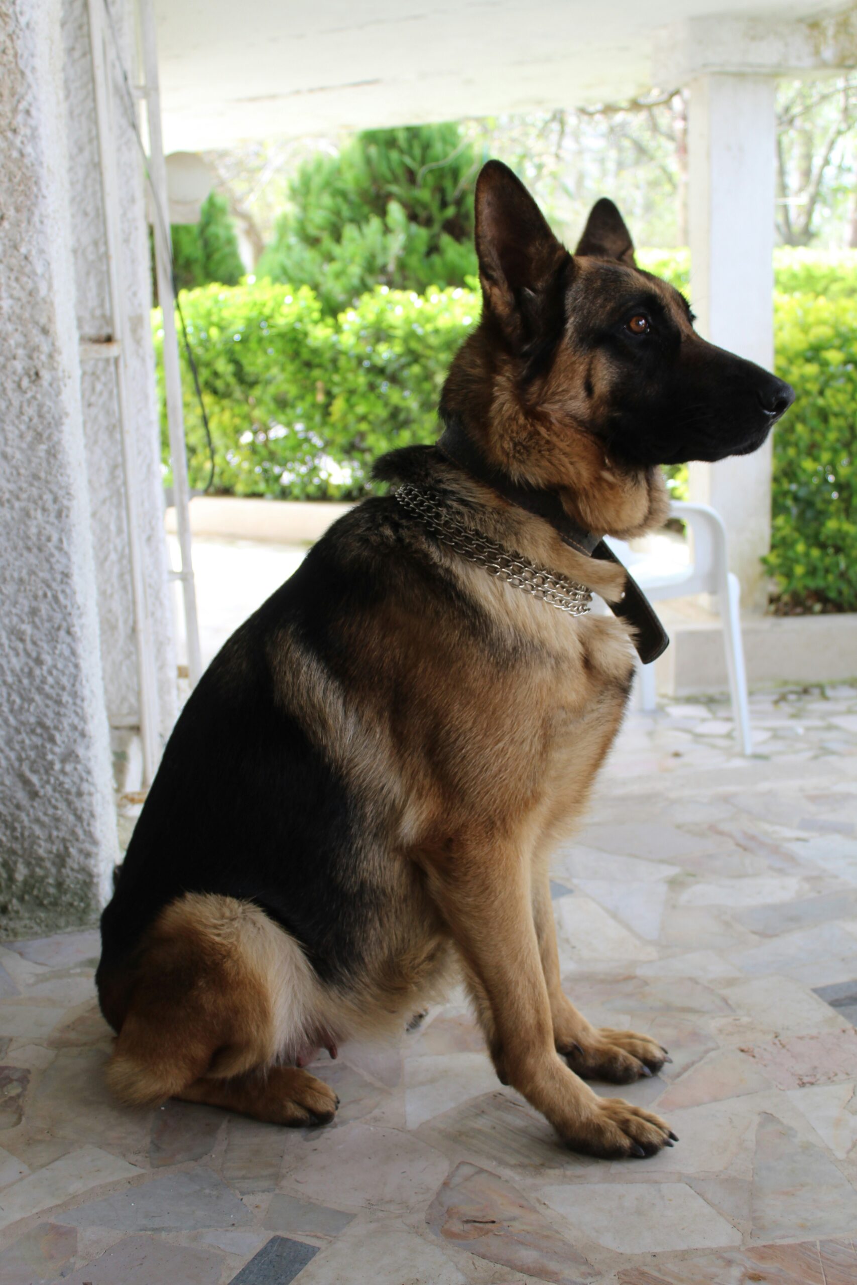 Alert German Shepherd sitting on a porch with greenery in the background