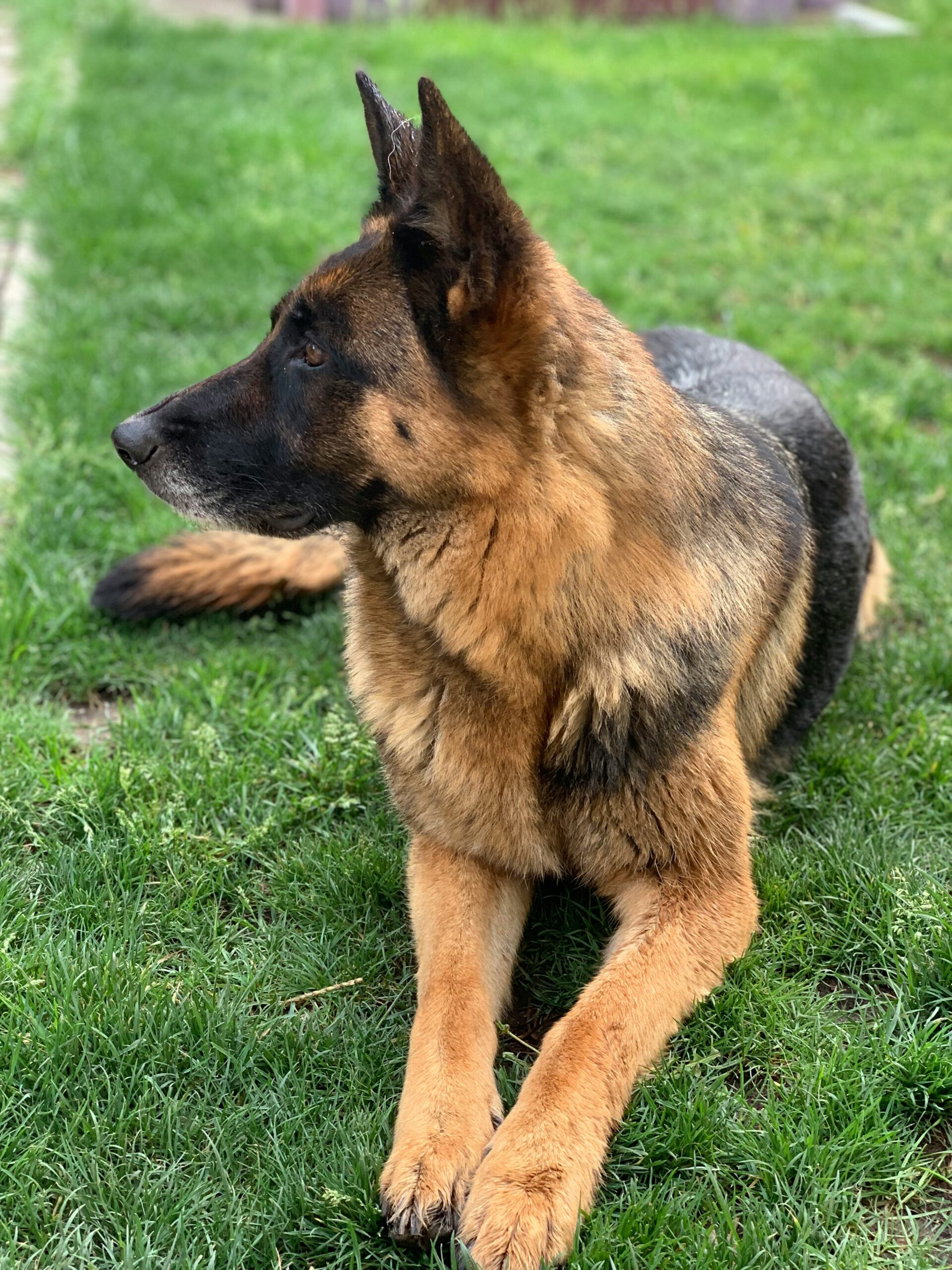 German Shepherd lying on grass looking to the side attentively