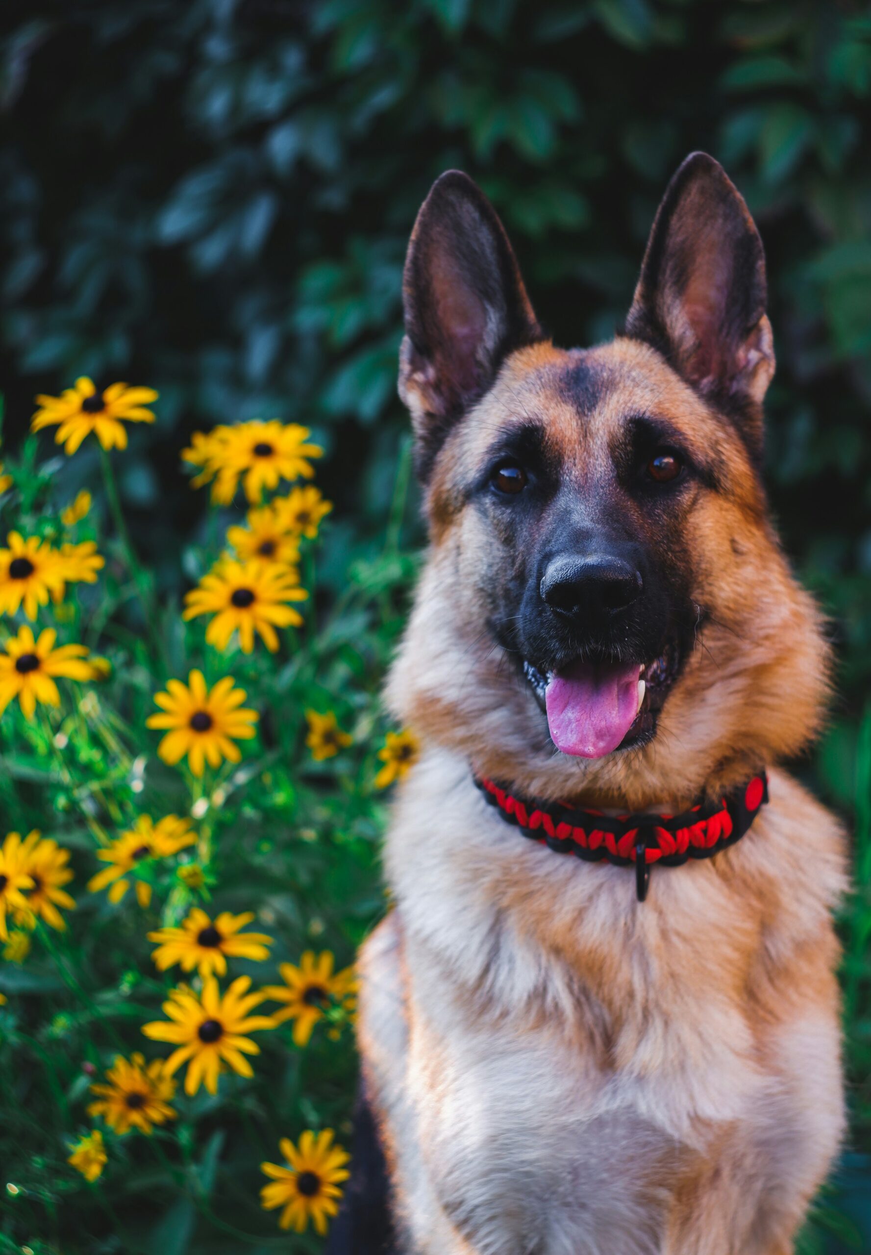 German Shepherd sitting in front of yellow flowers with a happy expression