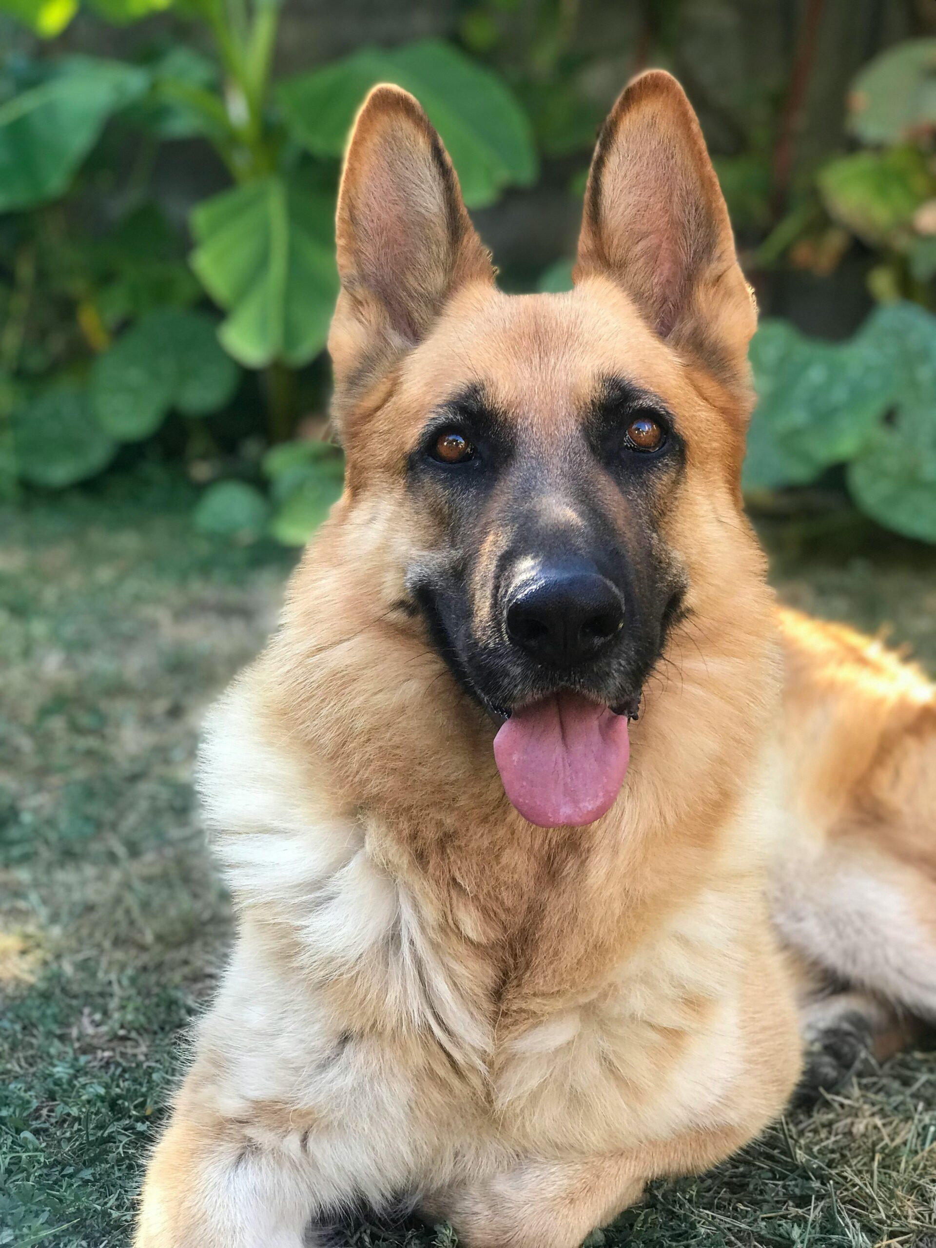 German Shepherd lying on grass with a relaxed and smiling face