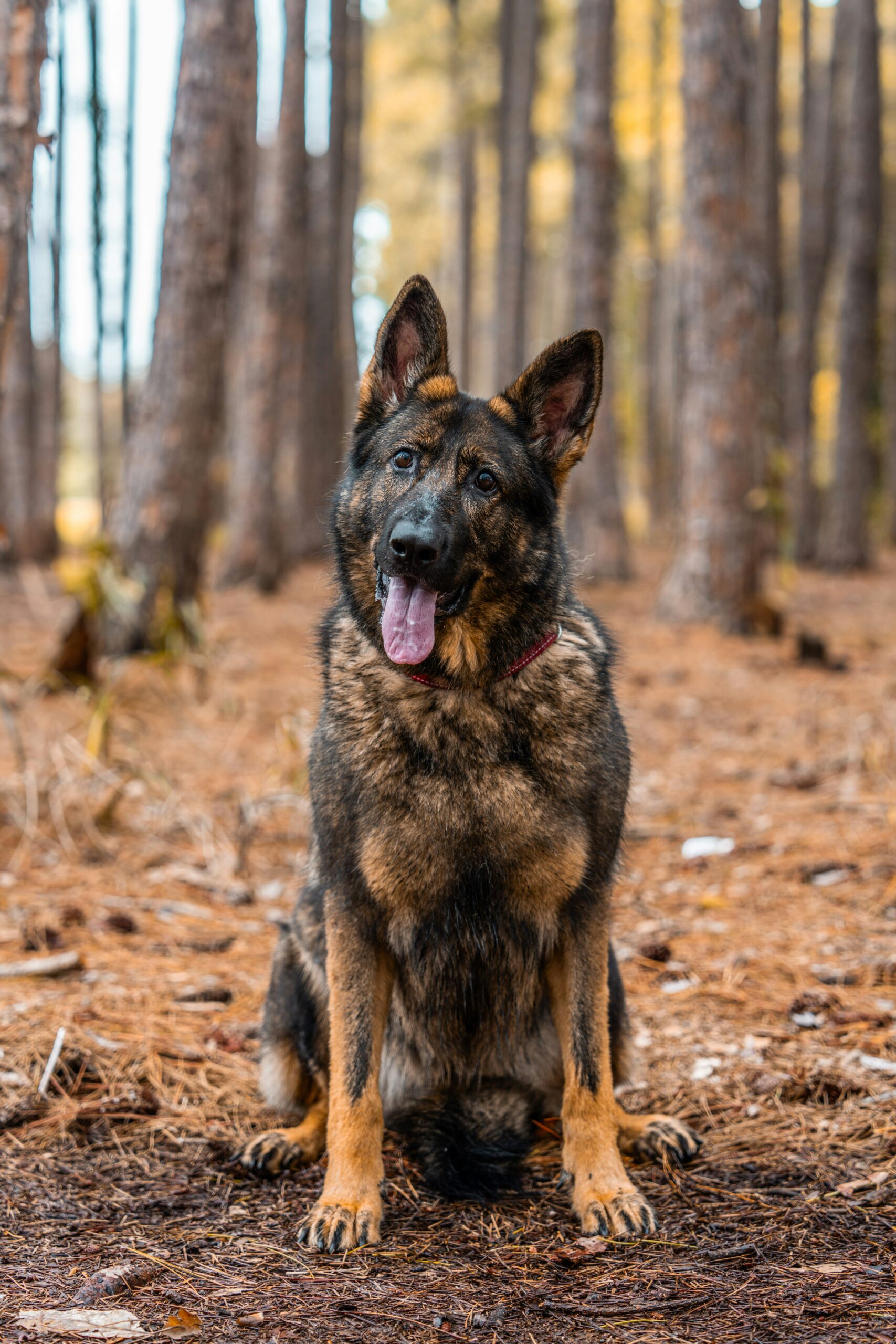 German shepherd sitting happily in forest with tongue out.