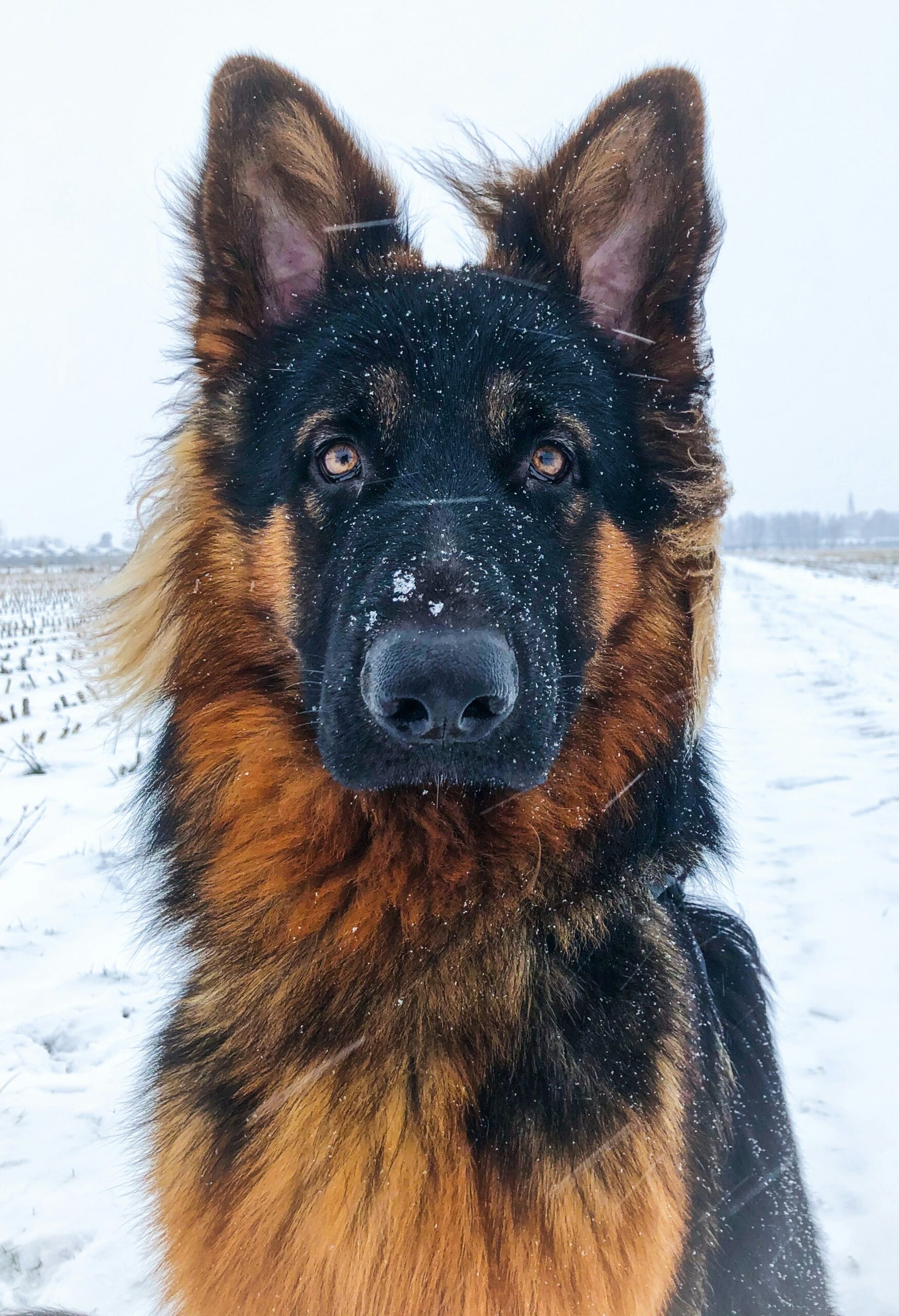 German Shepherd with snow on its face in a snowy field