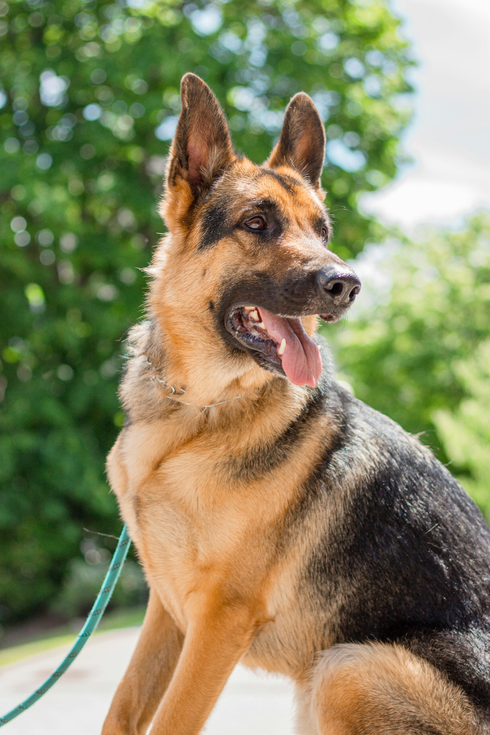 Alert German Shepherd sitting outside on a sunny day