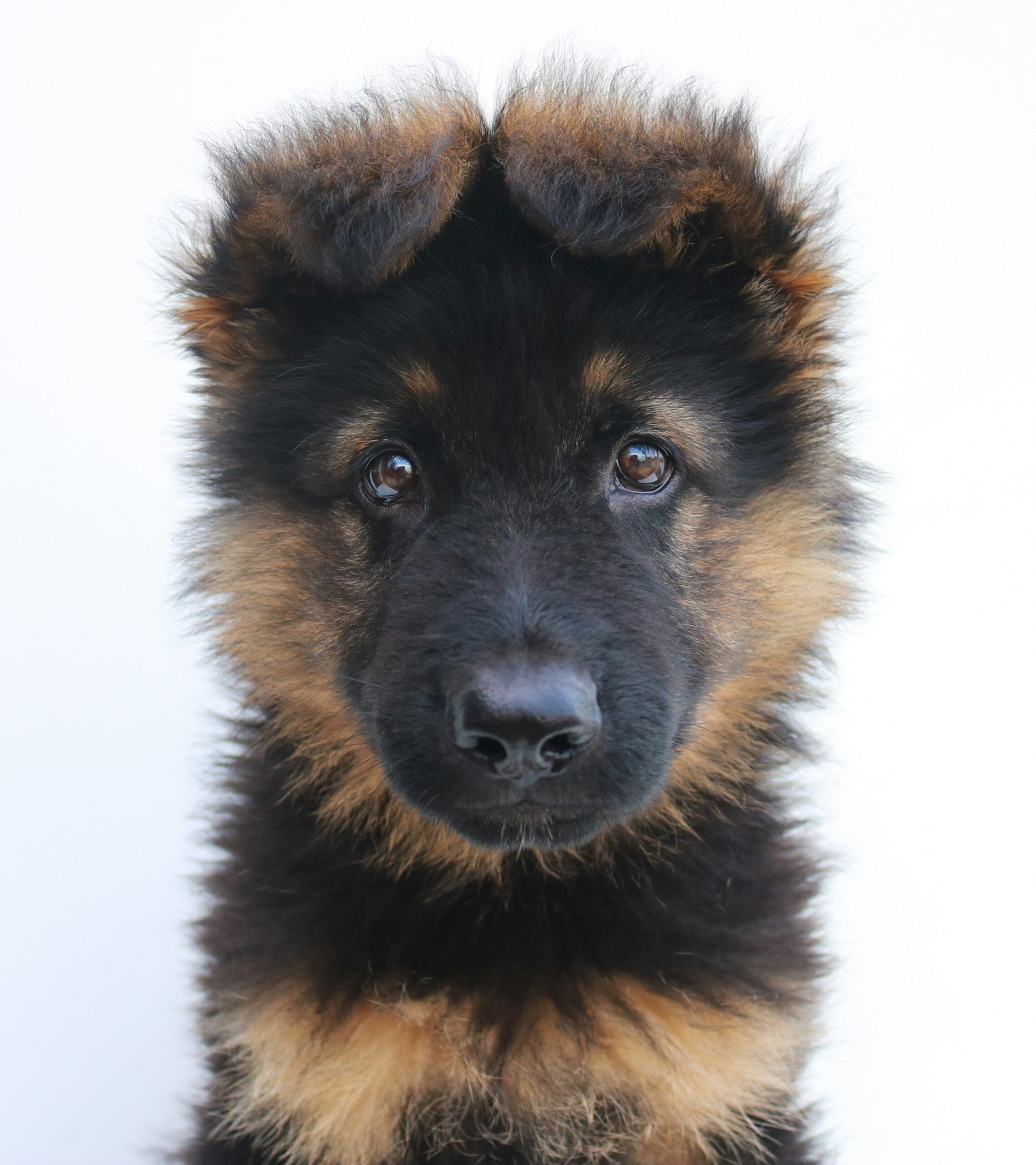 Close-up of a fluffy German Shepherd puppy with perky ears