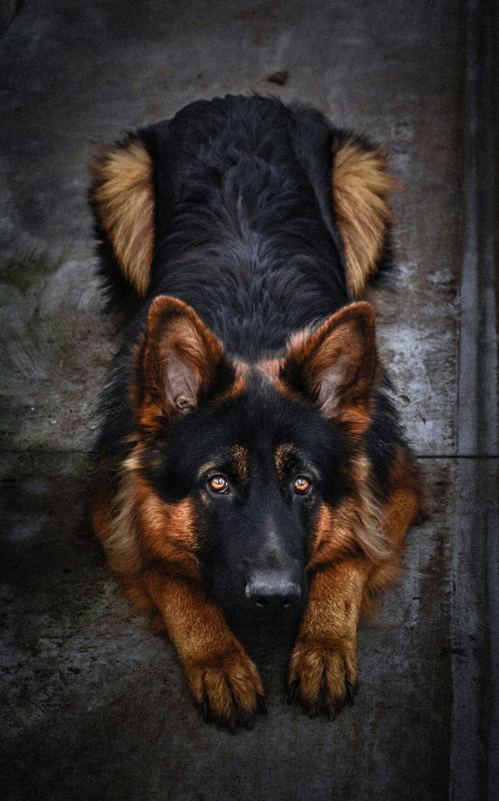 German Shepherd lying down with front paws stretched out indoors