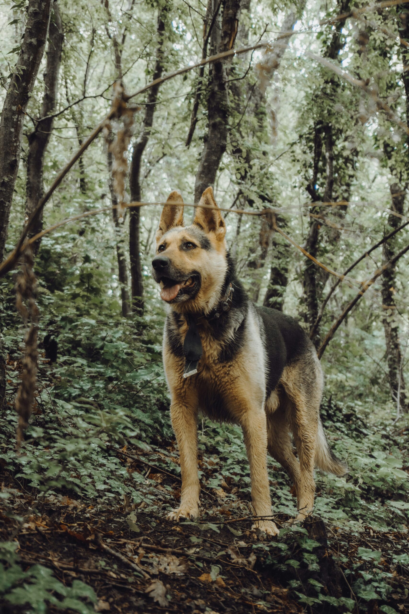German Shepherd standing in a forest during a walk
