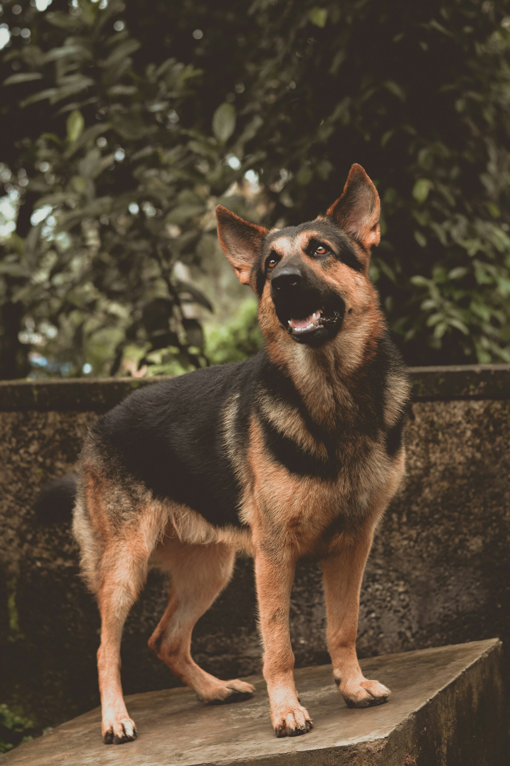 German Shepherd looking up in a garden with lush greenery