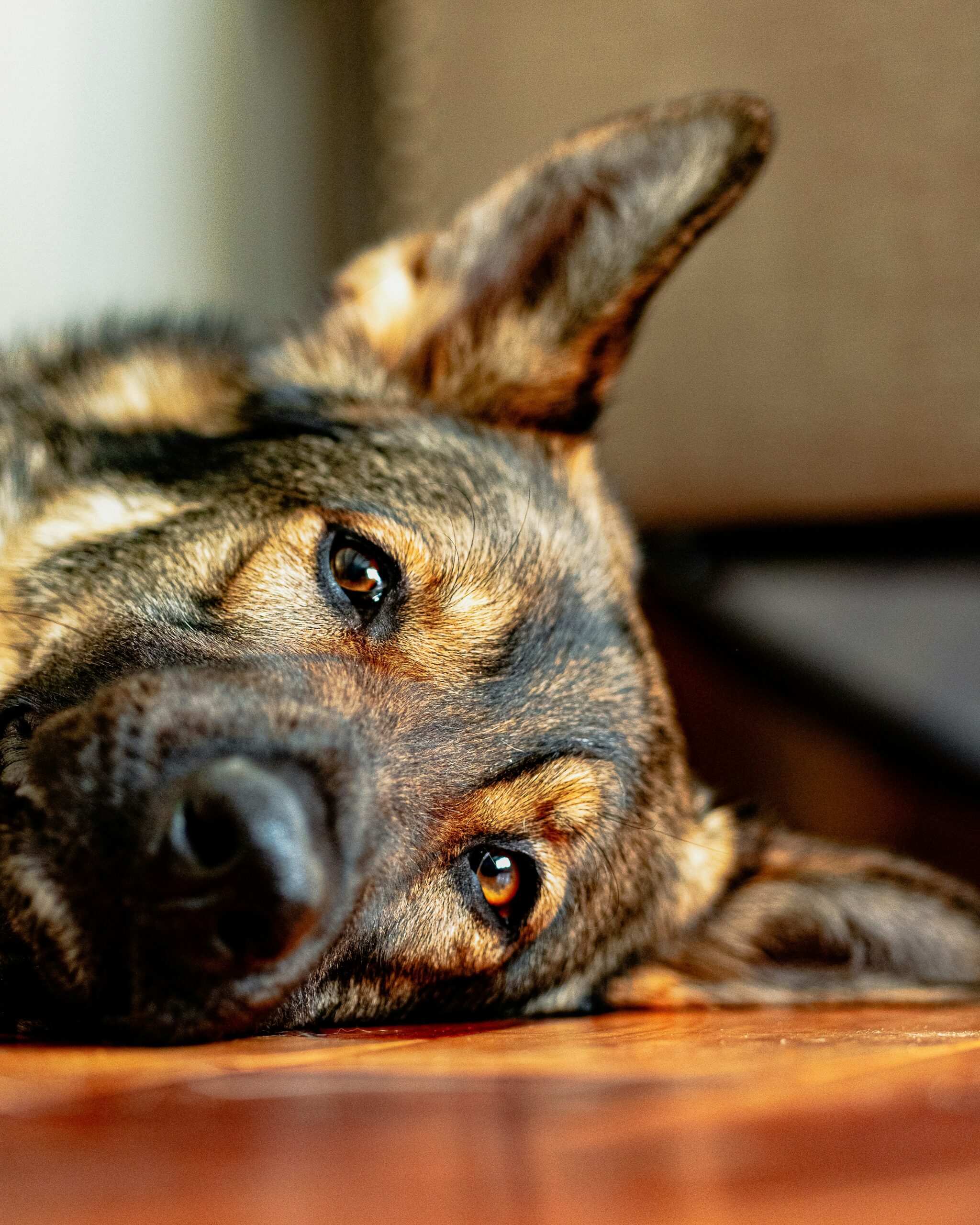 Close-up of a German Shepherd lying on the floor with soft focus