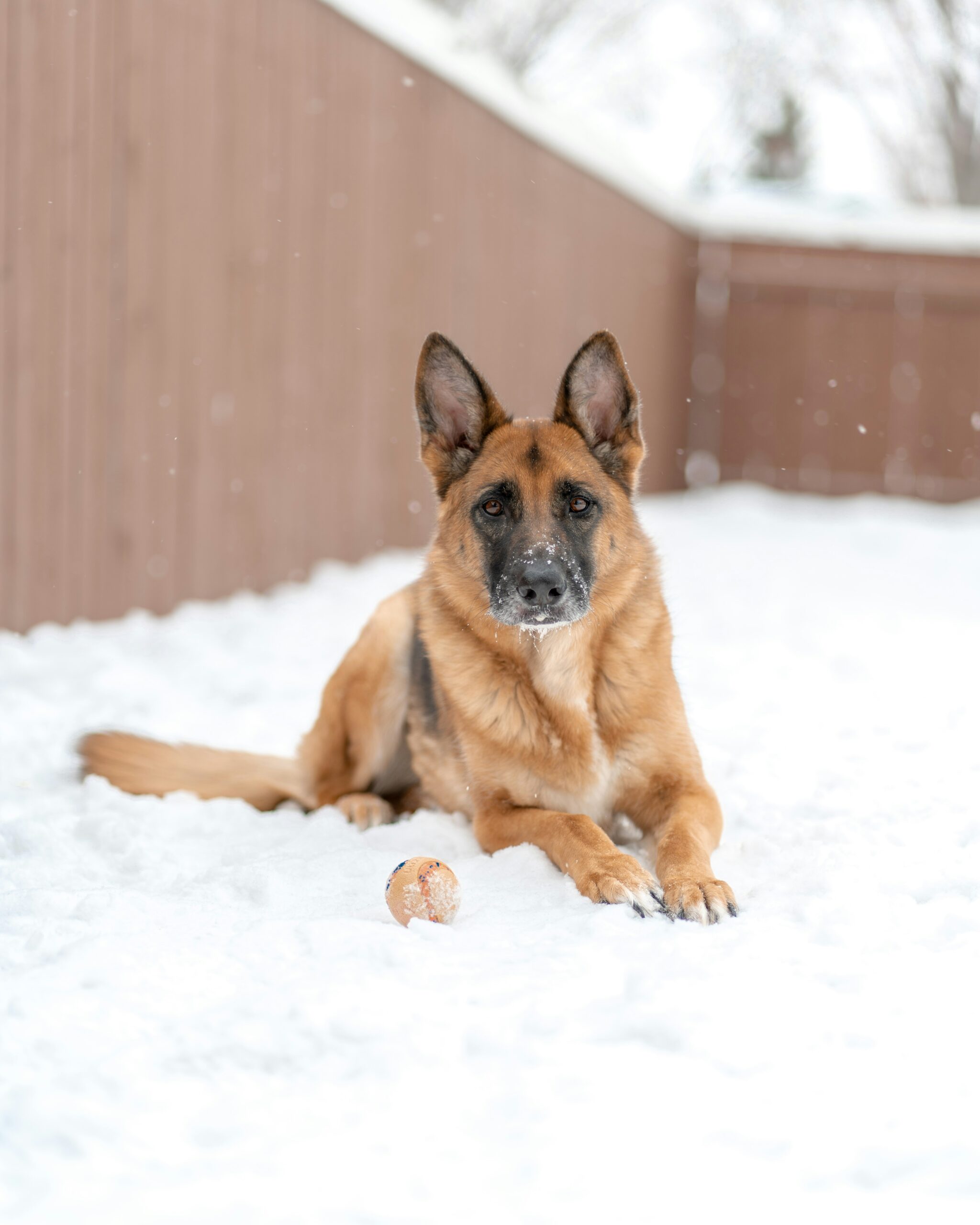 German Shepherd lying in the snow next to a ball