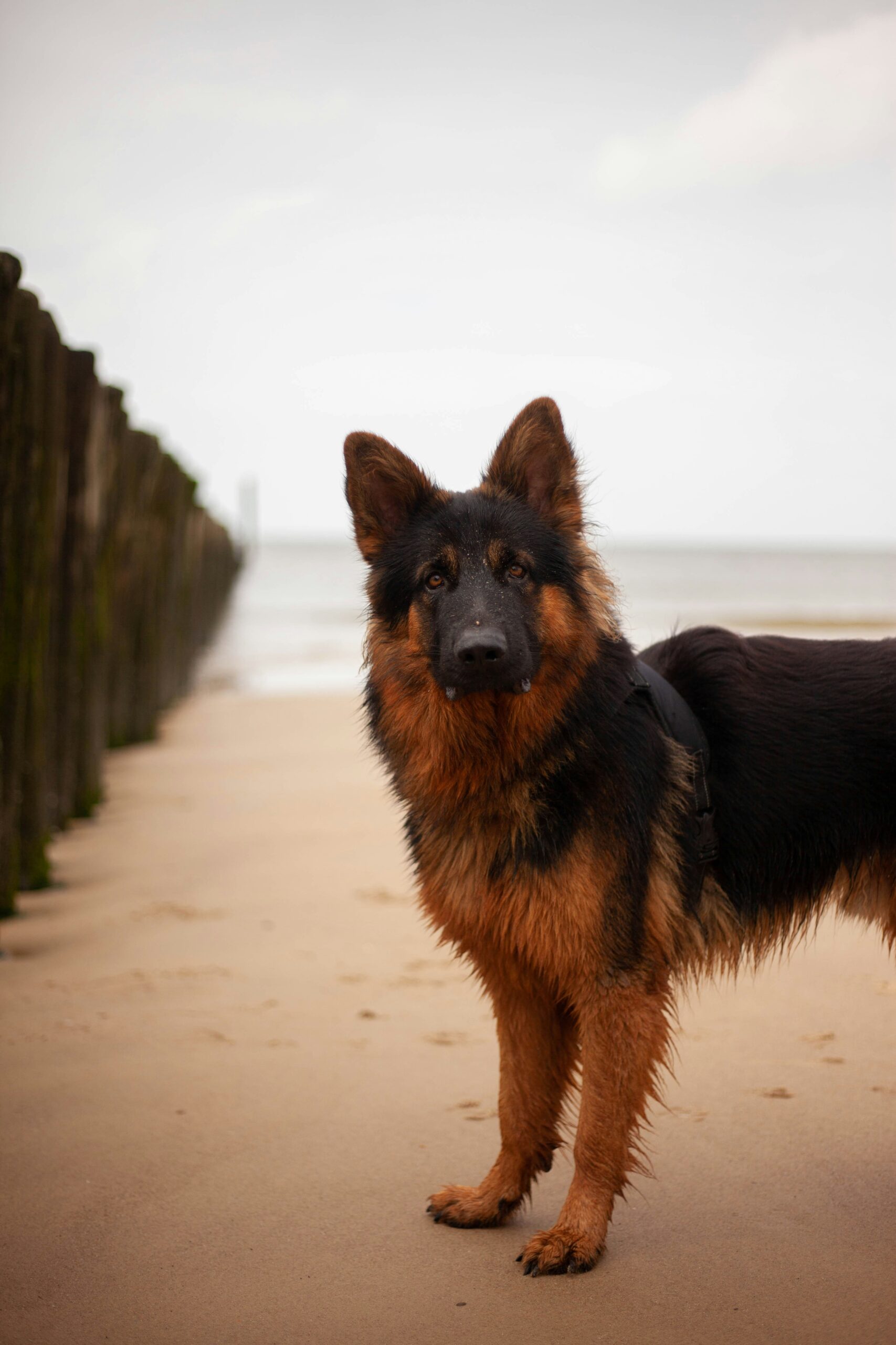German Shepherd standing on a beach with the ocean in the background