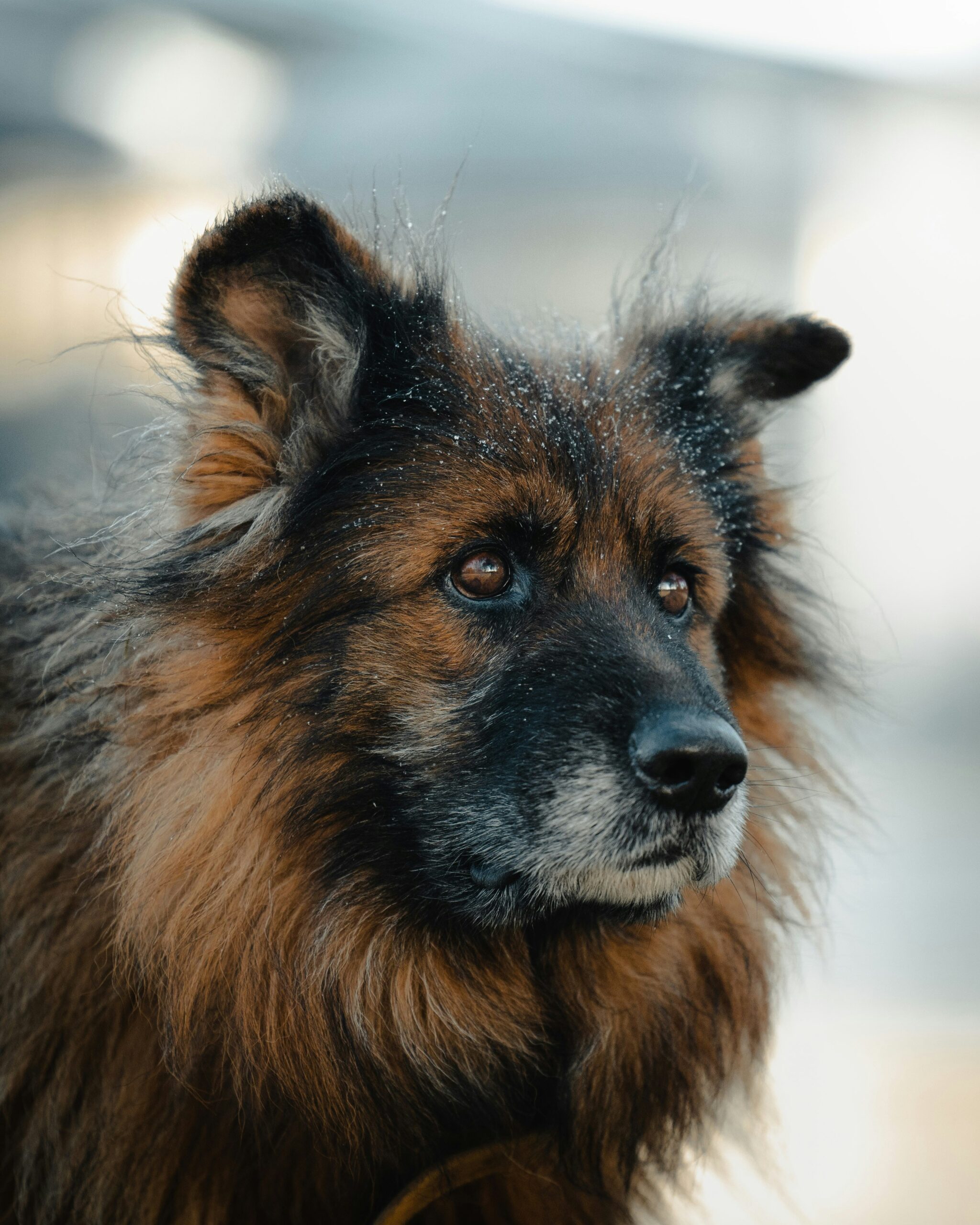 Senior German shepherd with snow-dusted fur looking into distance.