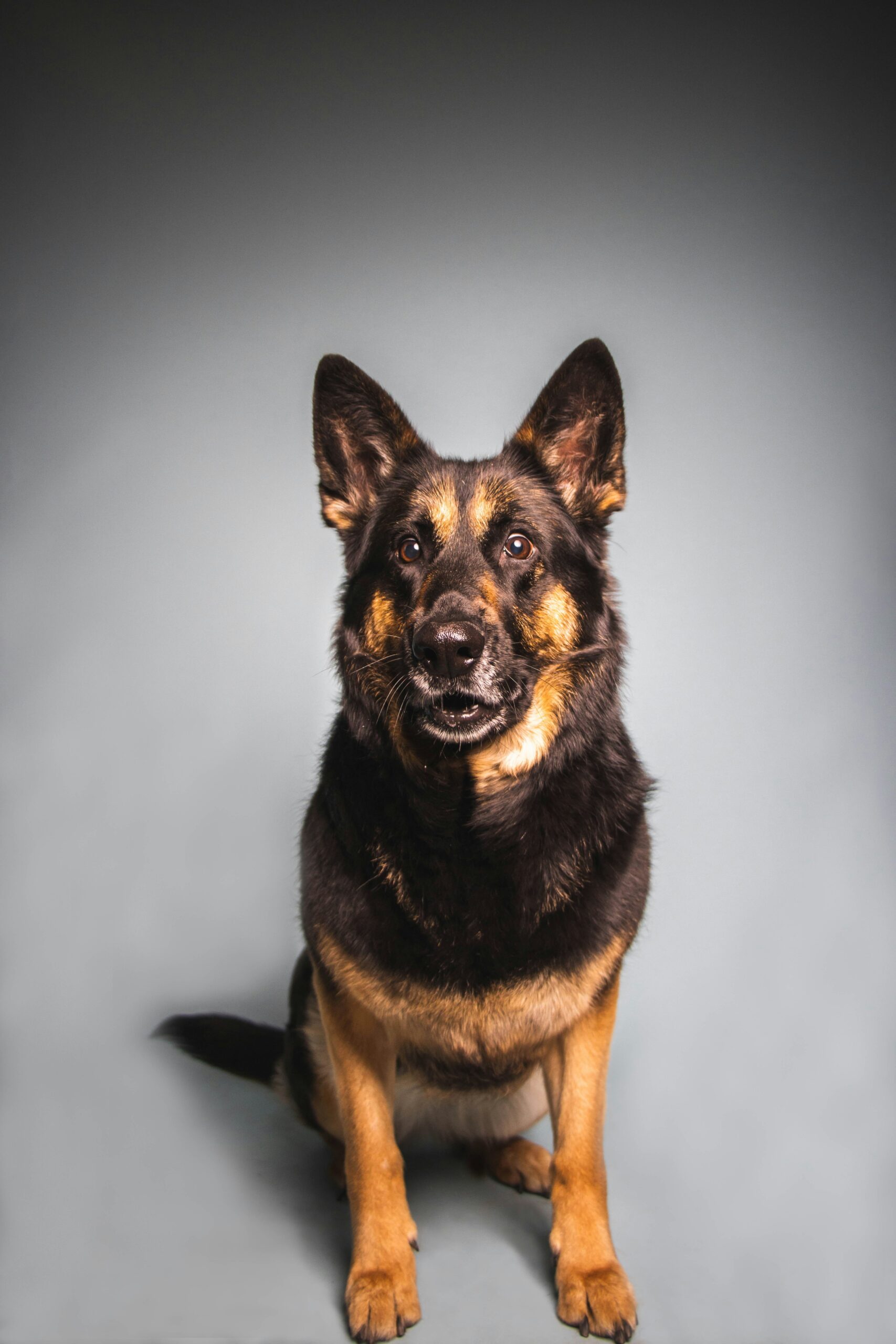 Studio portrait of a German Shepherd sitting against a grey background