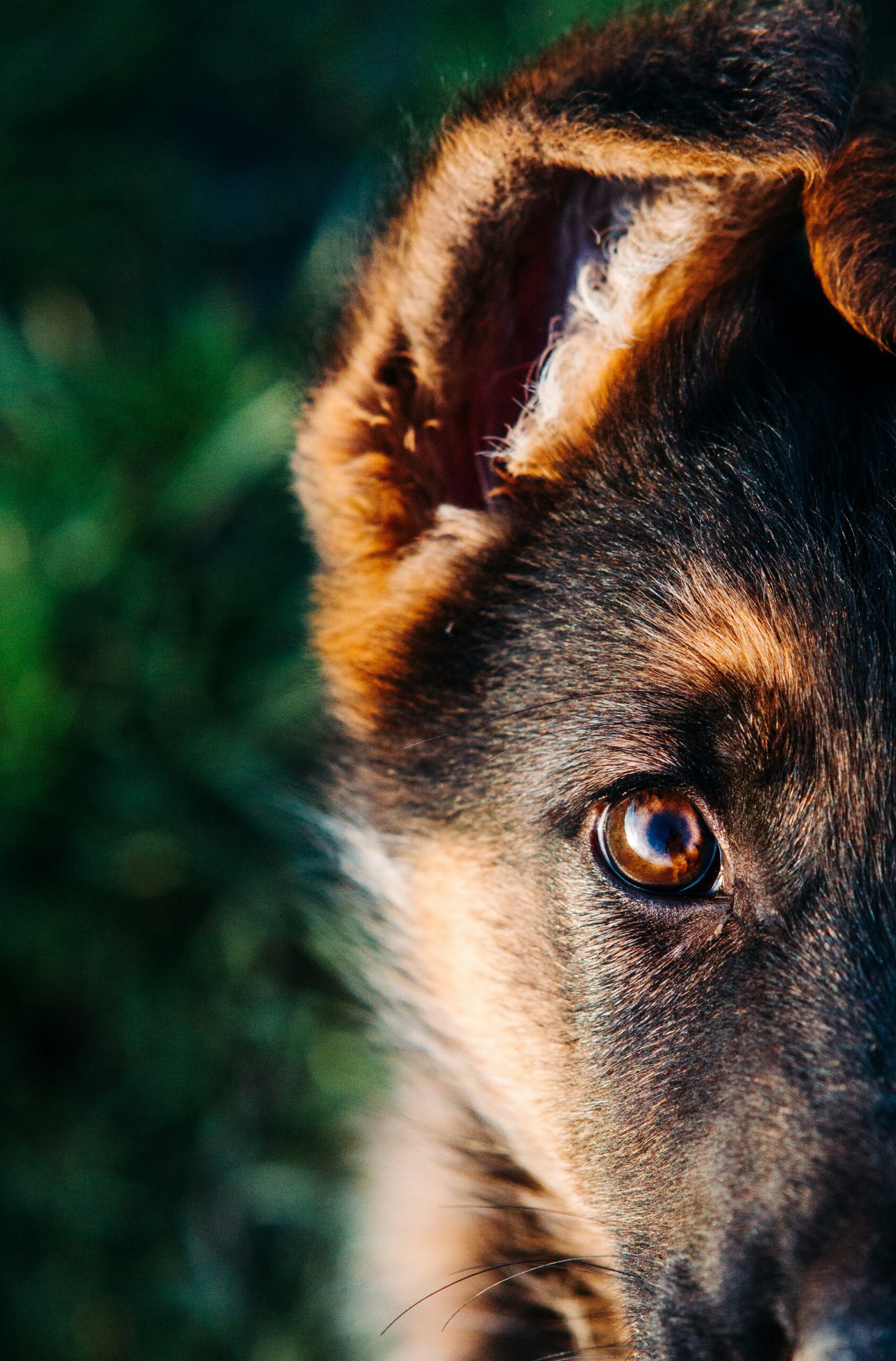 Close-up of a German Shepherd puppy’s eye and ear in natural light