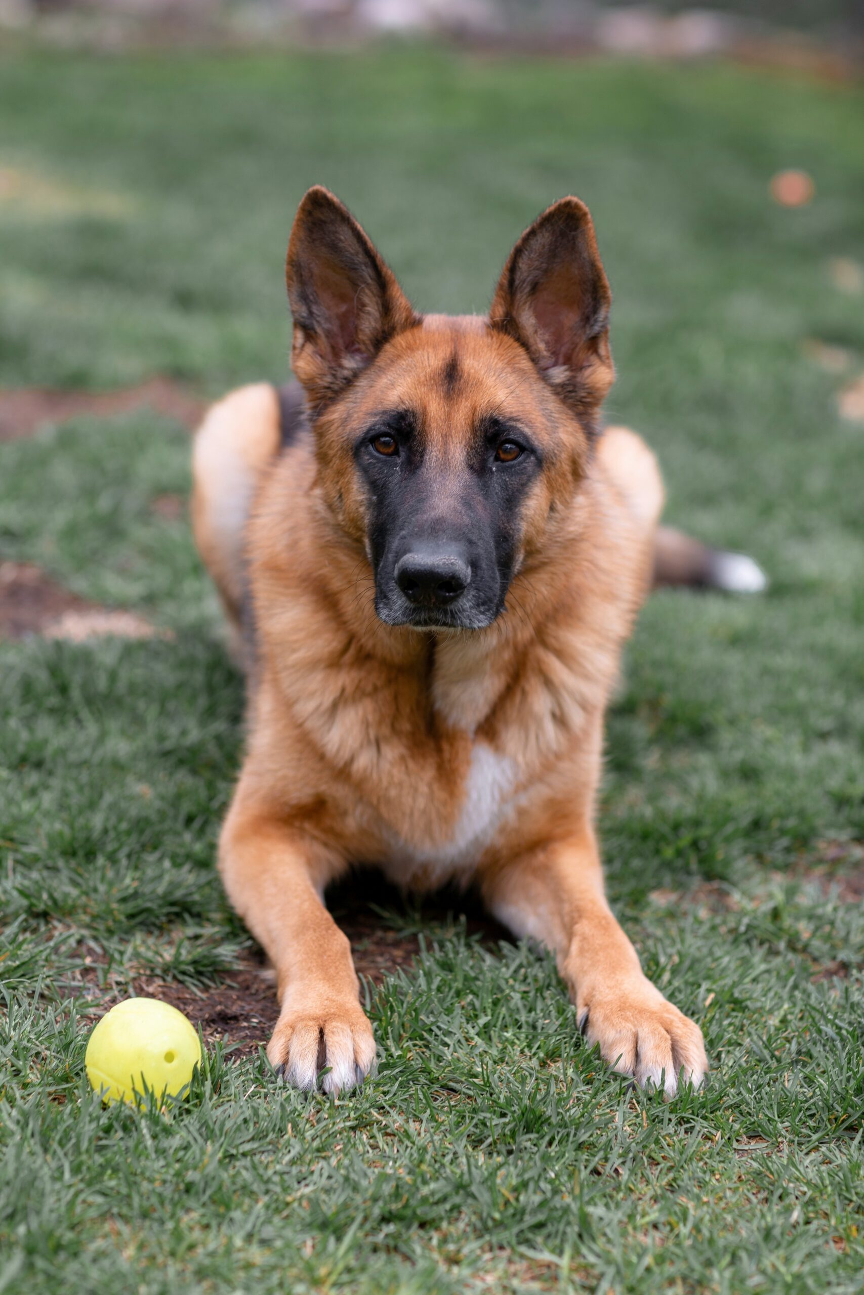 German Shepherd lying on grass with a yellow ball, focused and alert