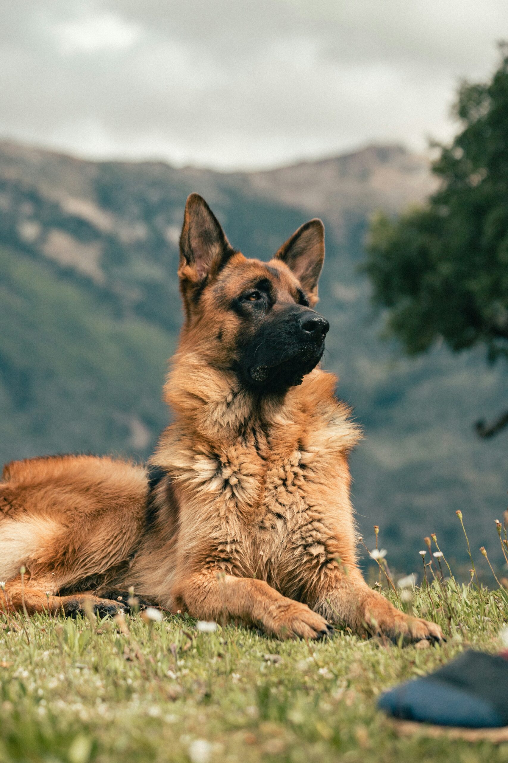 German Shepherd lying on a meadow with mountains in the background