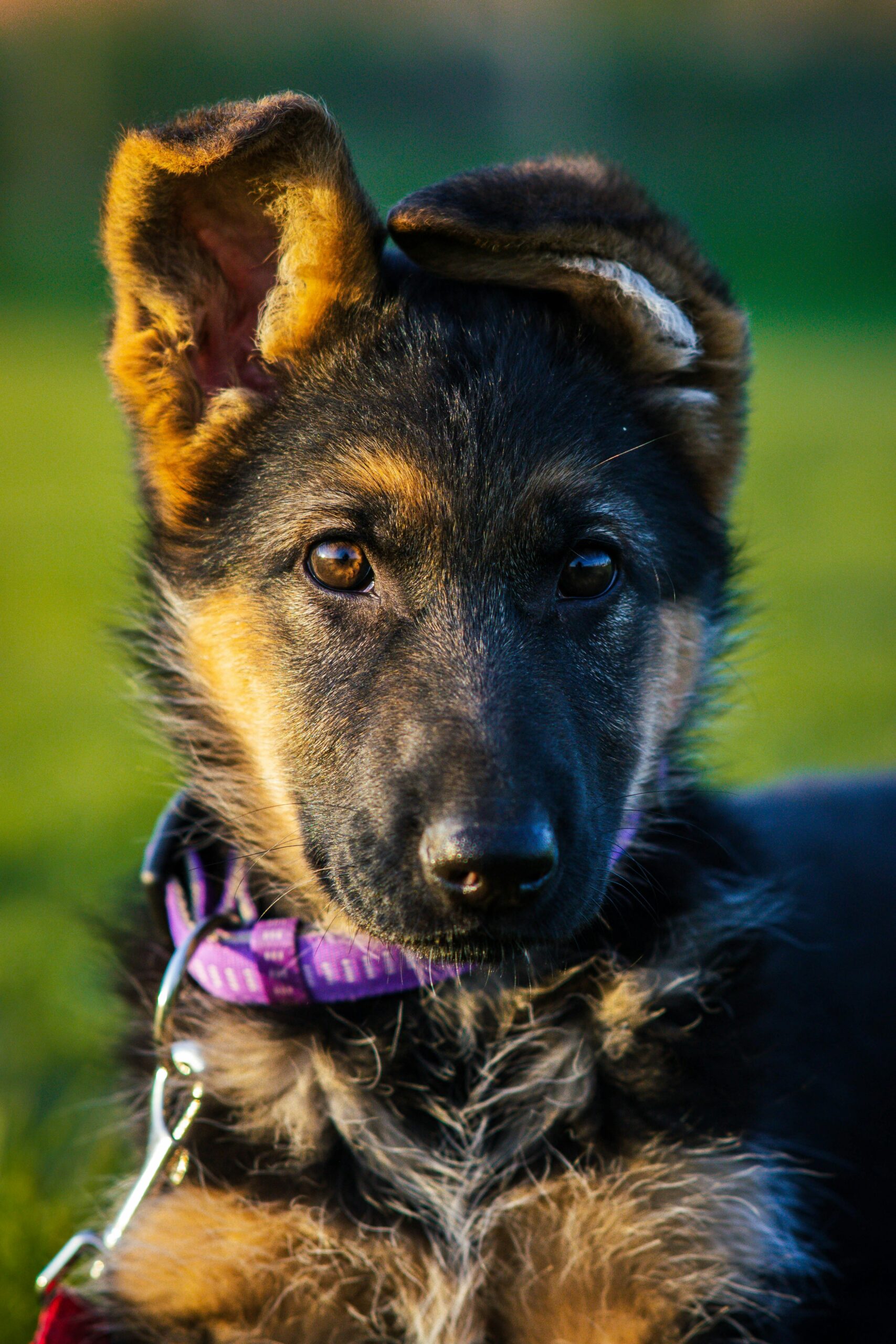 German Shepherd puppy wearing a purple collar, sitting outdoors in sunlight