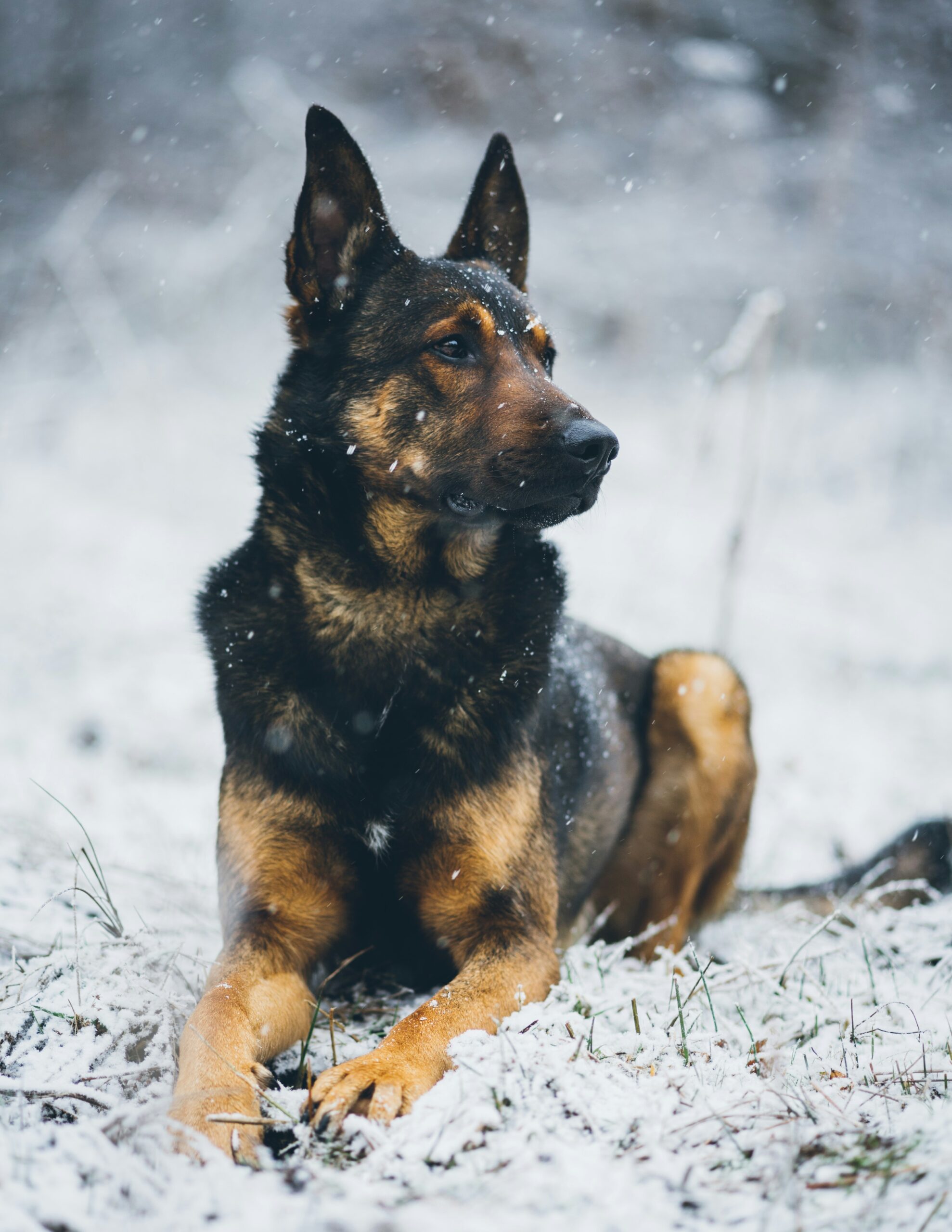 German Shepherd resting in the snow, snowflakes falling on its fur