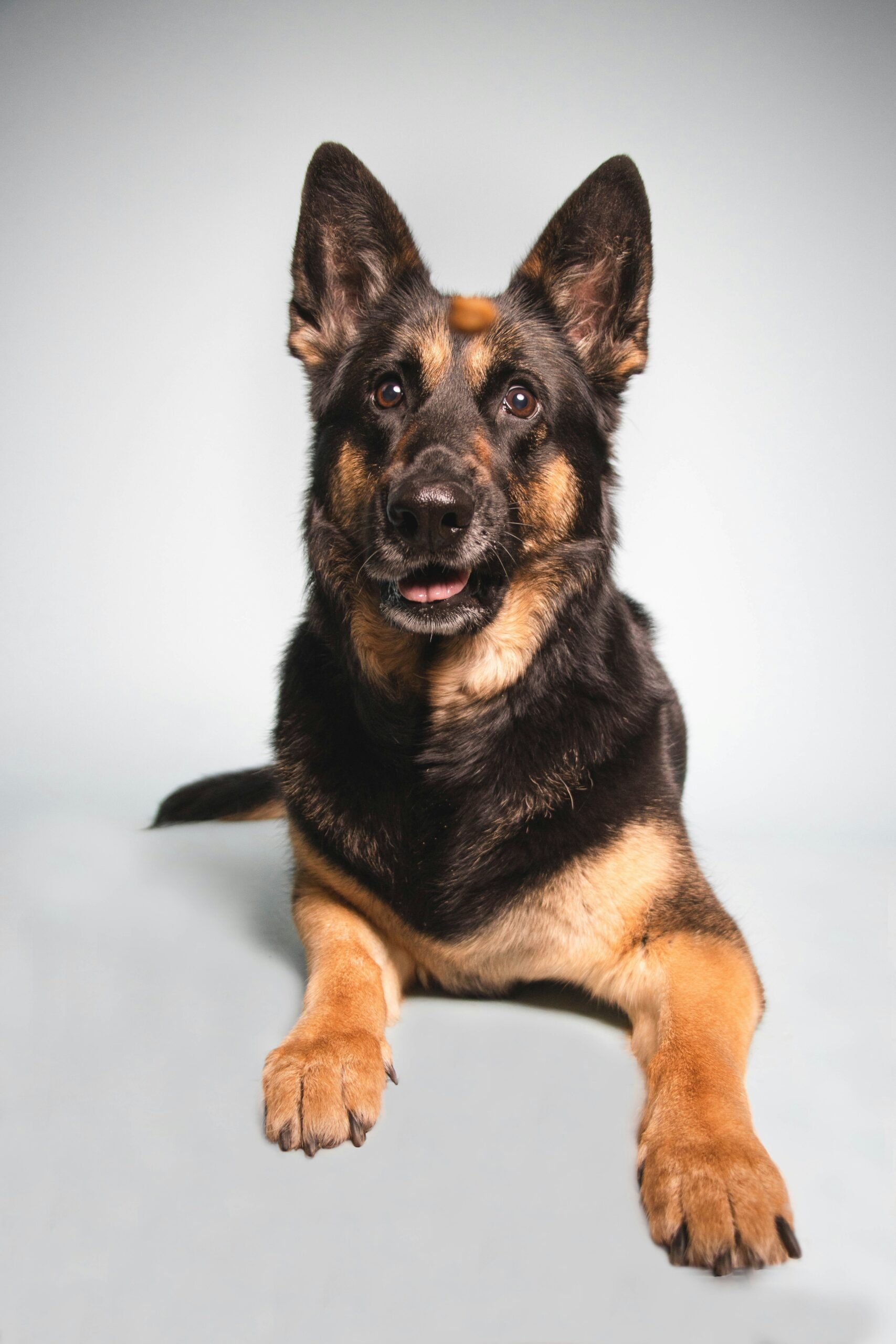 German Shepherd lying on a white background, focused on a treat