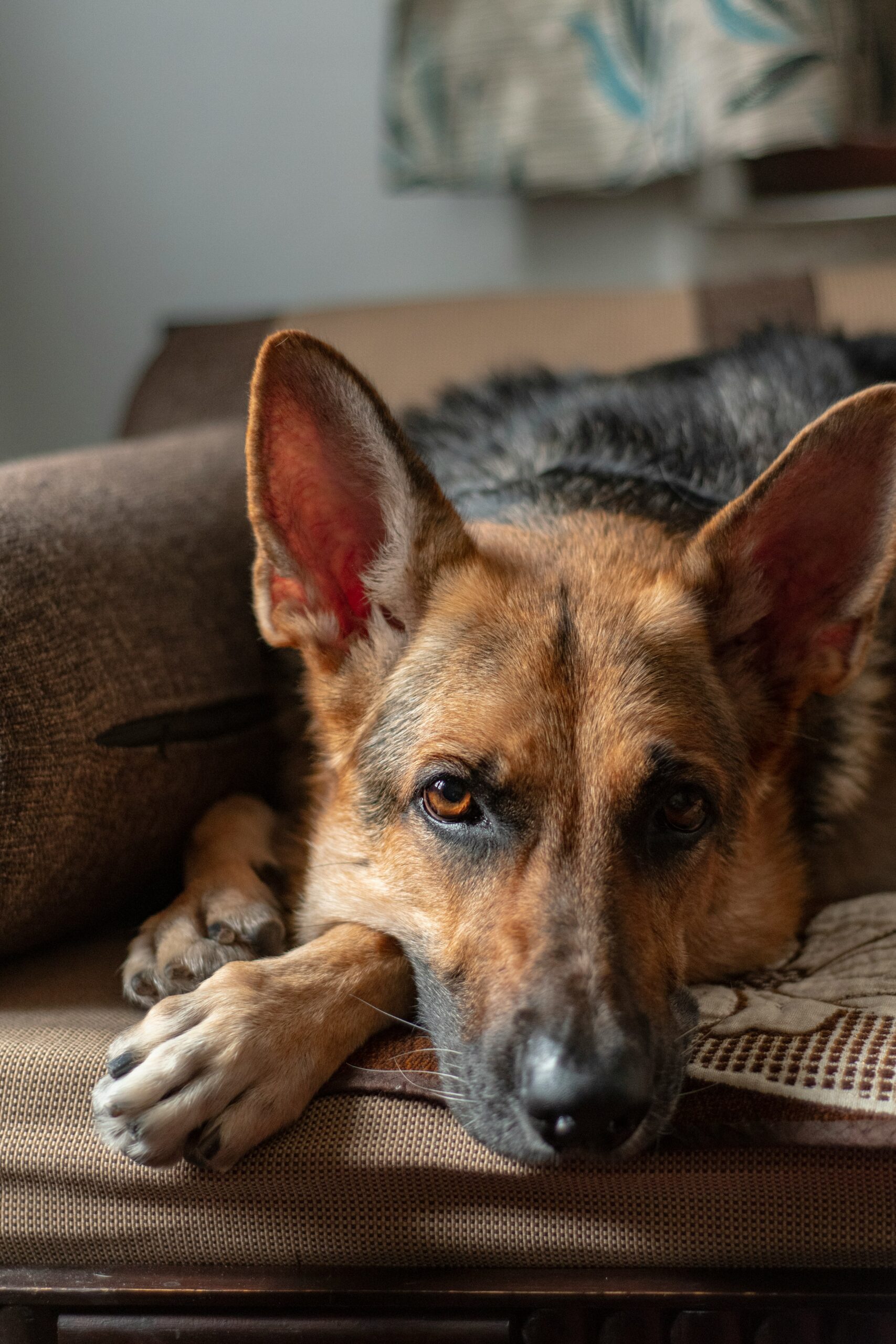 German Shepherd lying on a brown couch, gazing into the distance