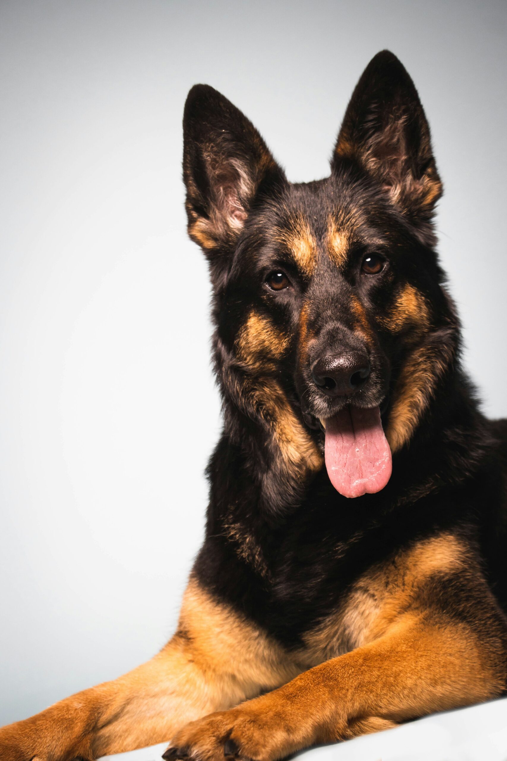 German Shepherd sitting against a light gray background, tongue out and smiling