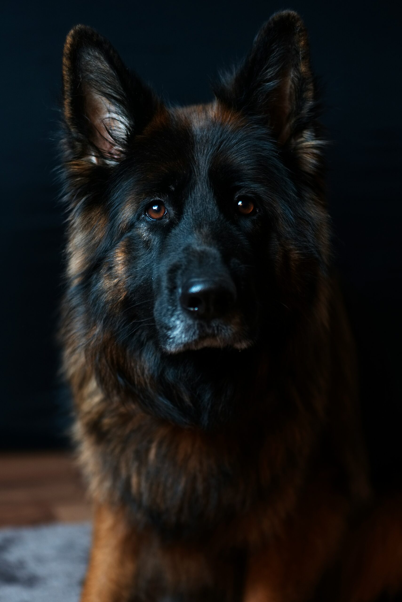 German Shepherd with thick dark fur, looking calmly into the camera against dark background